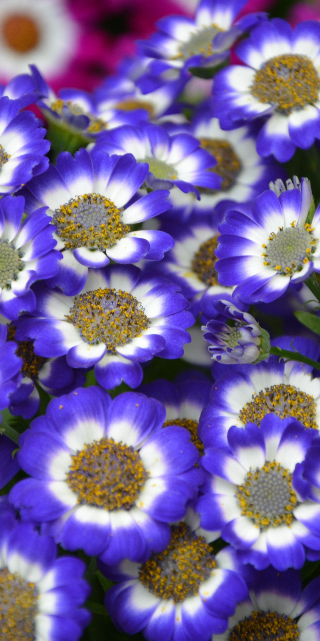 Blue white flowers, bloom, spring, 1080x2160 wallpaper