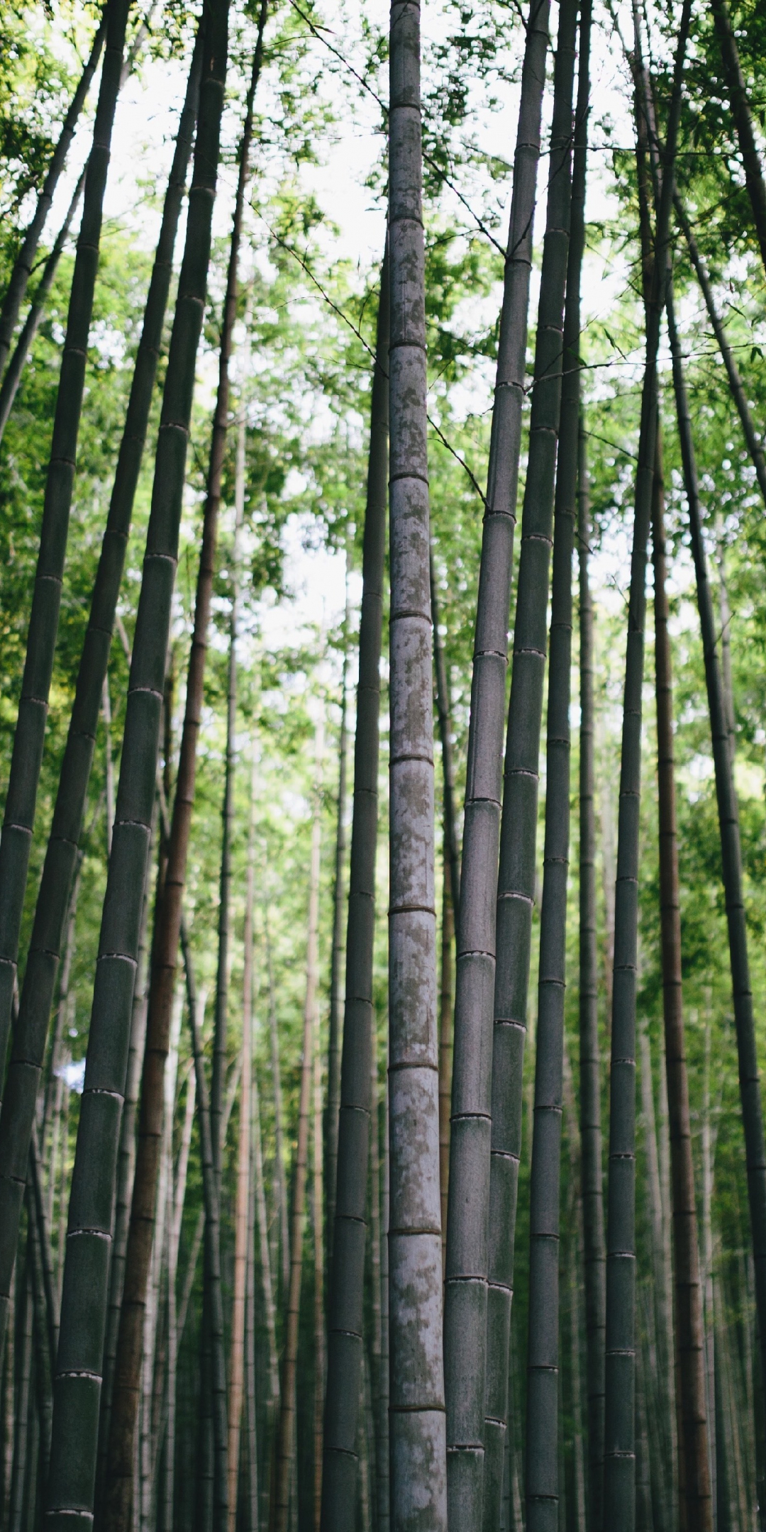 Bamboo, forest, trees, nature, 1080x2160 wallpaper