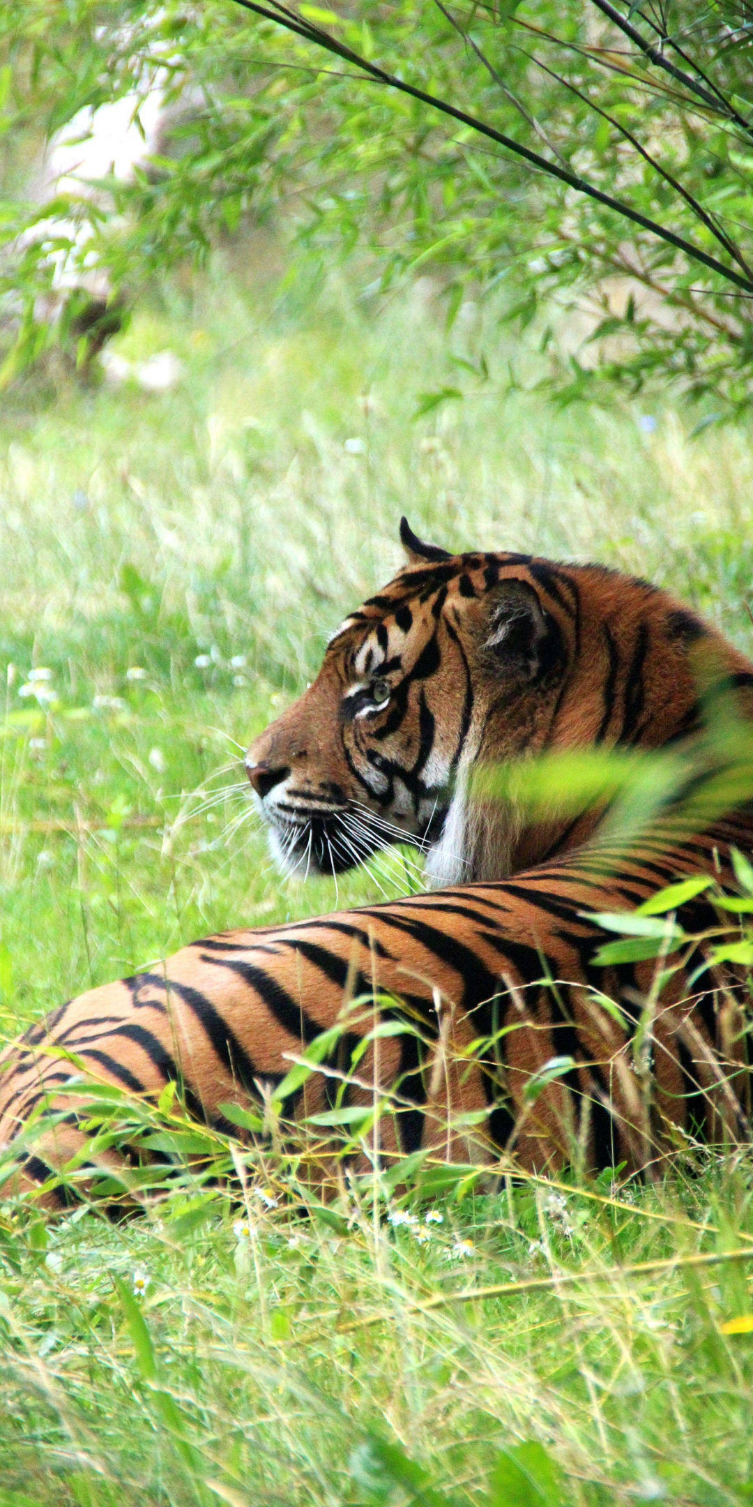 Photography, tiger, predator, 1080x2160 wallpaper