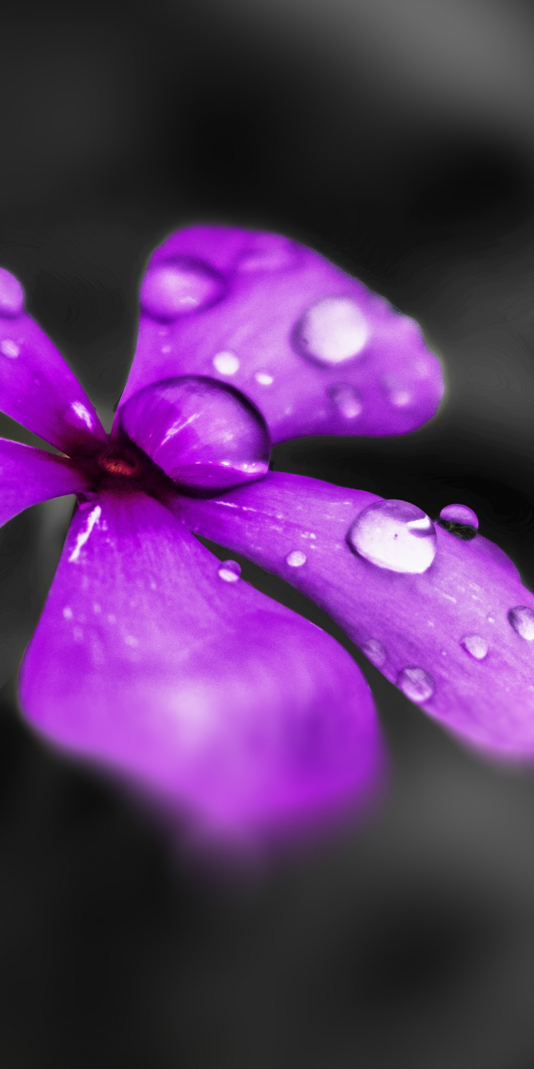 Water drops, Catharanthus roseus, purple flower, blur, close up, 1080x2160 wallpaper