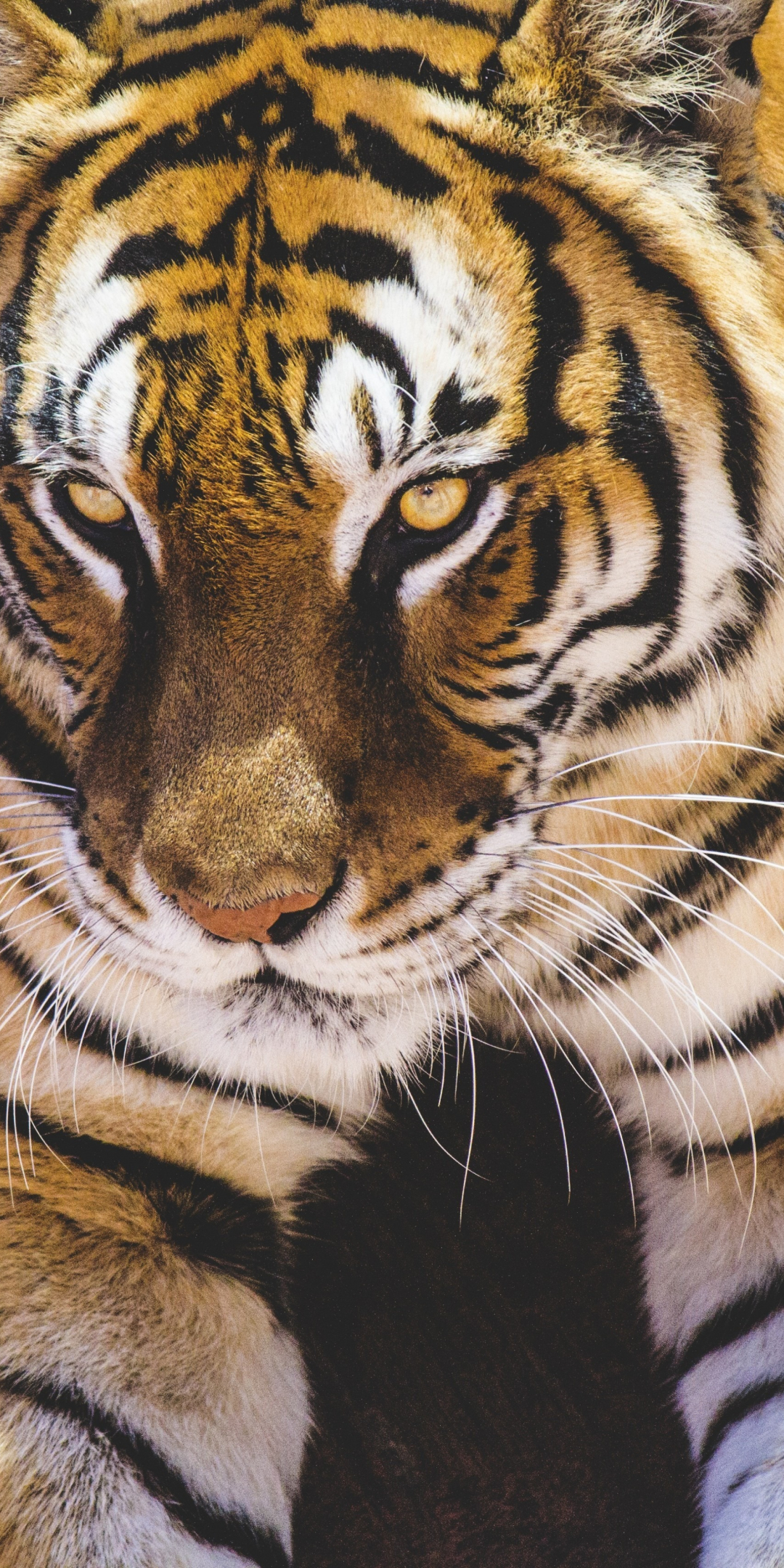 Tiger, predator, animal, 1080x2160 wallpaper