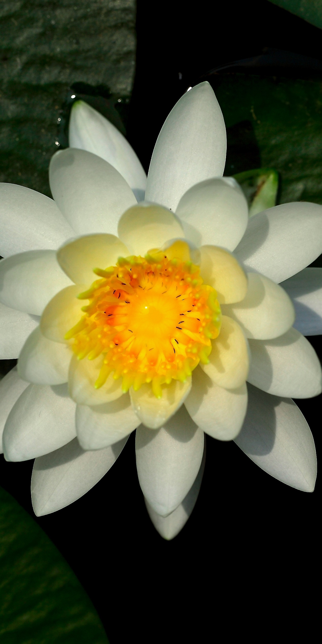 Water lily, white, flower, leaves, bloom, 1080x2160 wallpaper