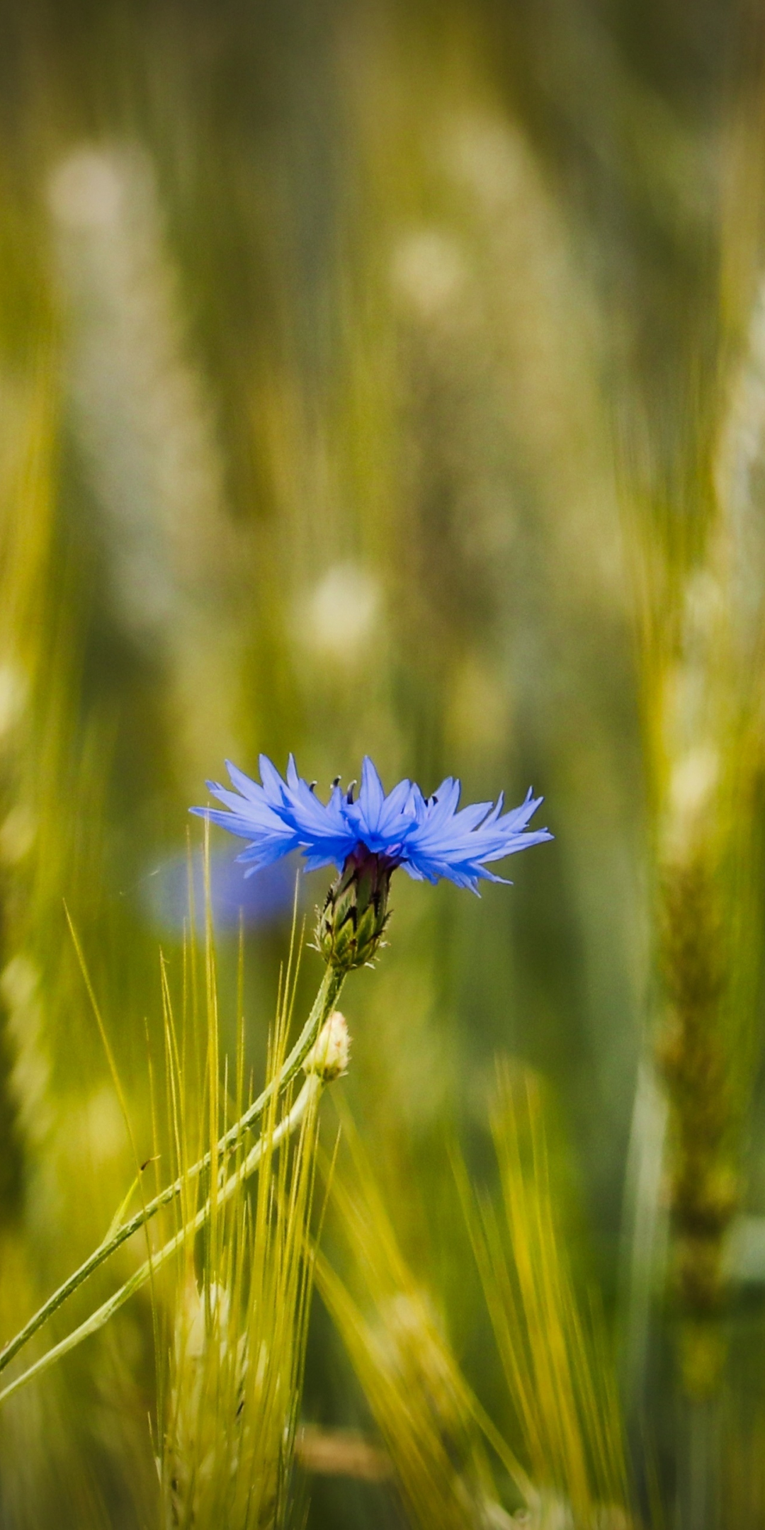 Blue, conflower, wheat farm, blur, 1080x2160 wallpaper