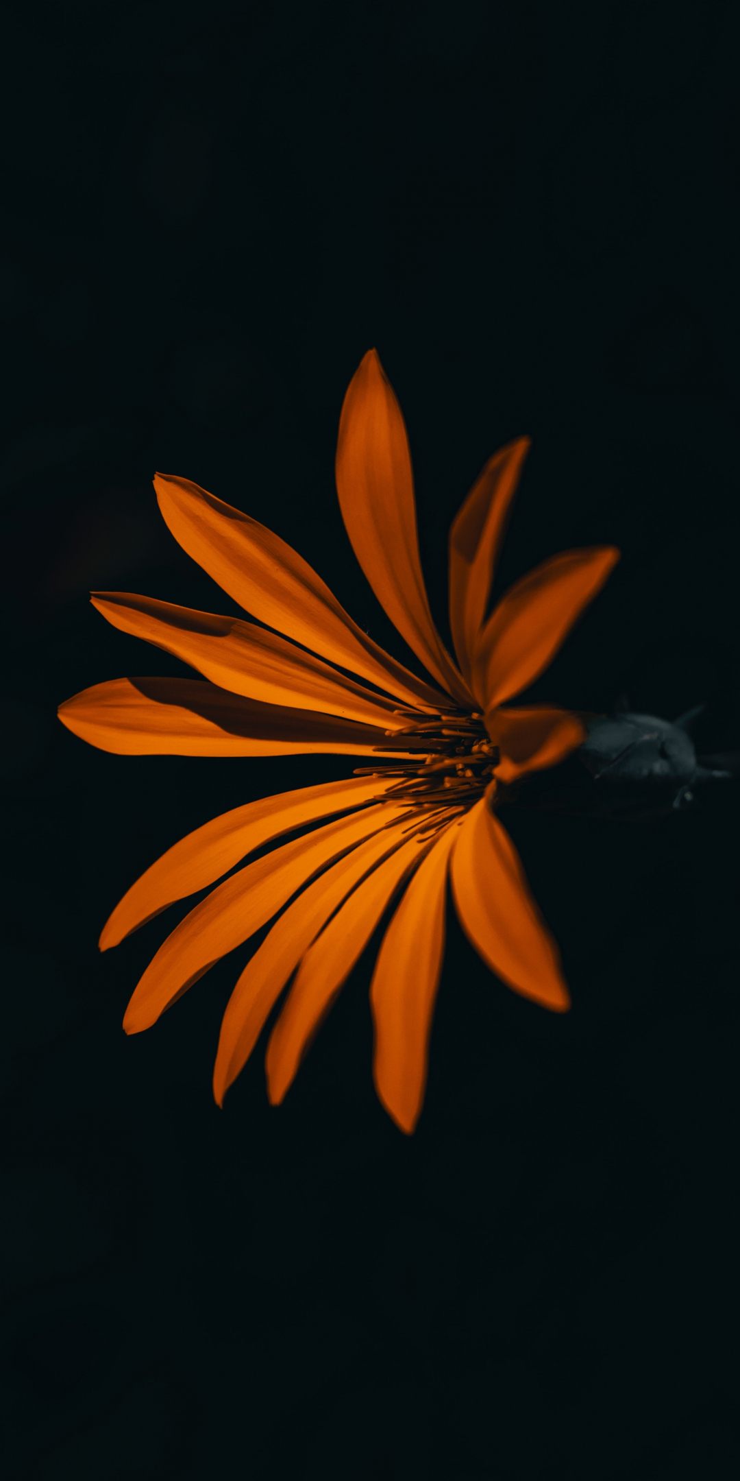Flower, orange, dark, 1080x2160 wallpaper