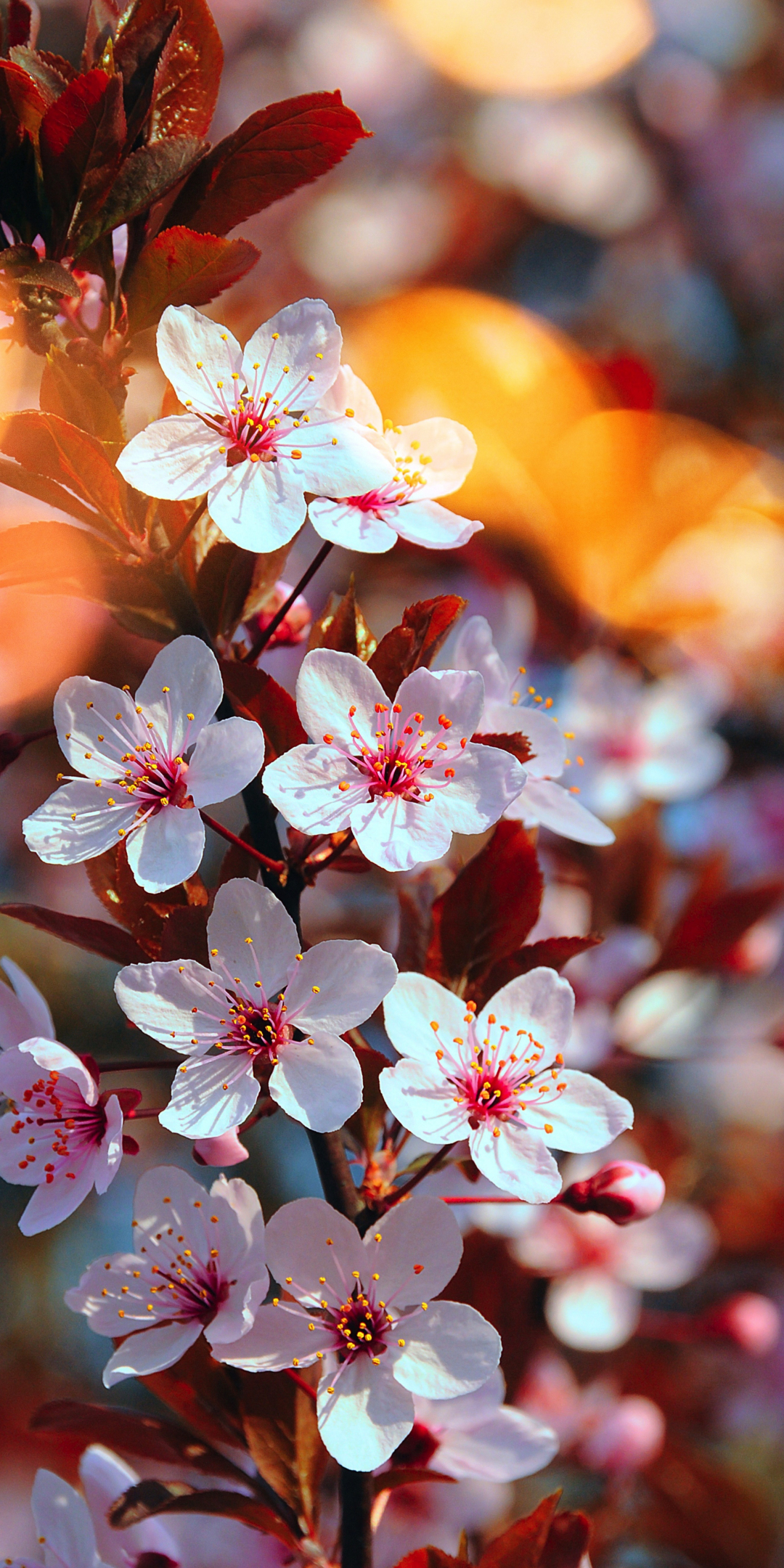 Cherry blossom, pink flowers, close up, spring, 1080x2160 wallpaper