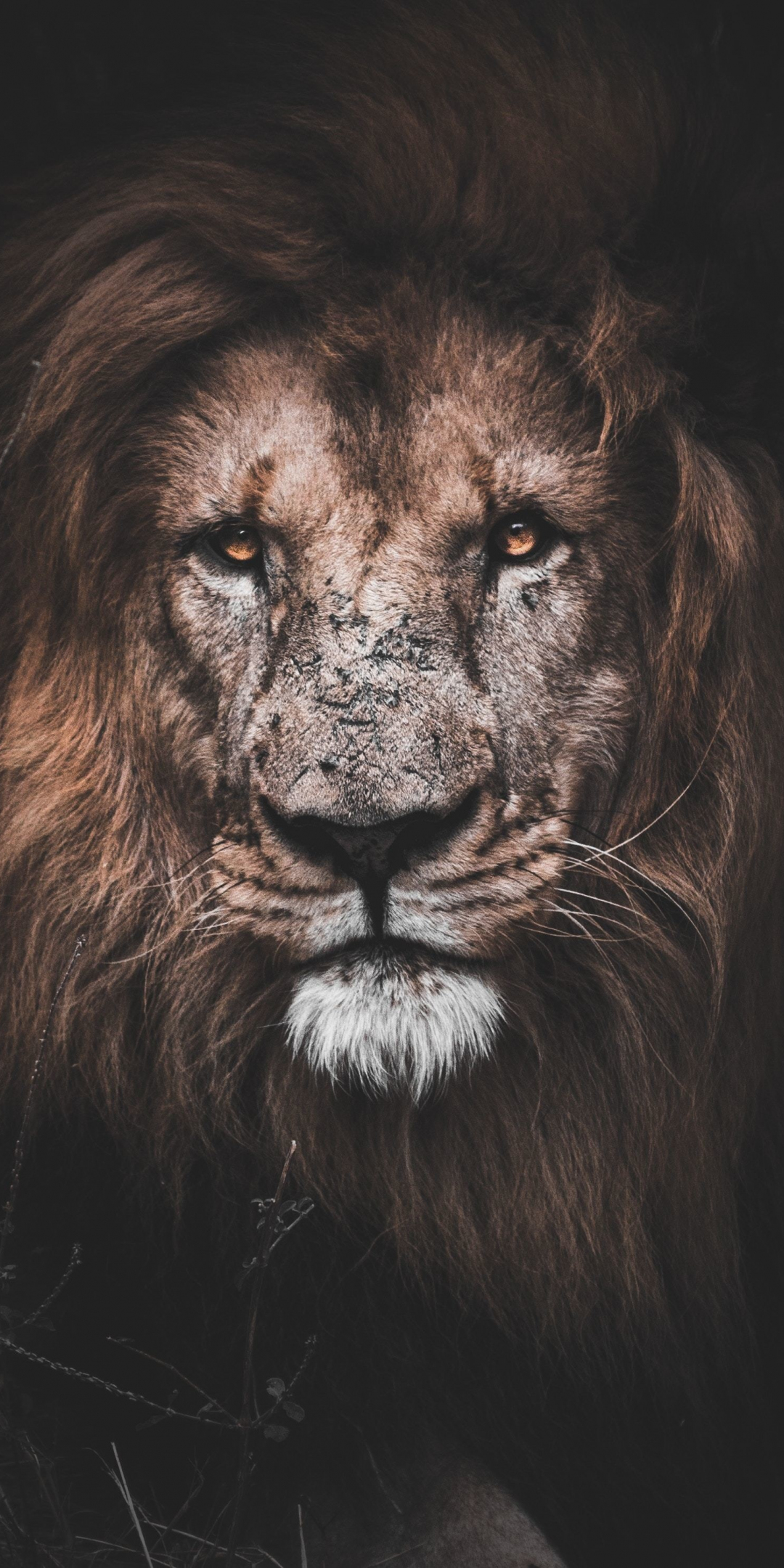 Might lion, animal, muzzle, 1080x2160 wallpaper