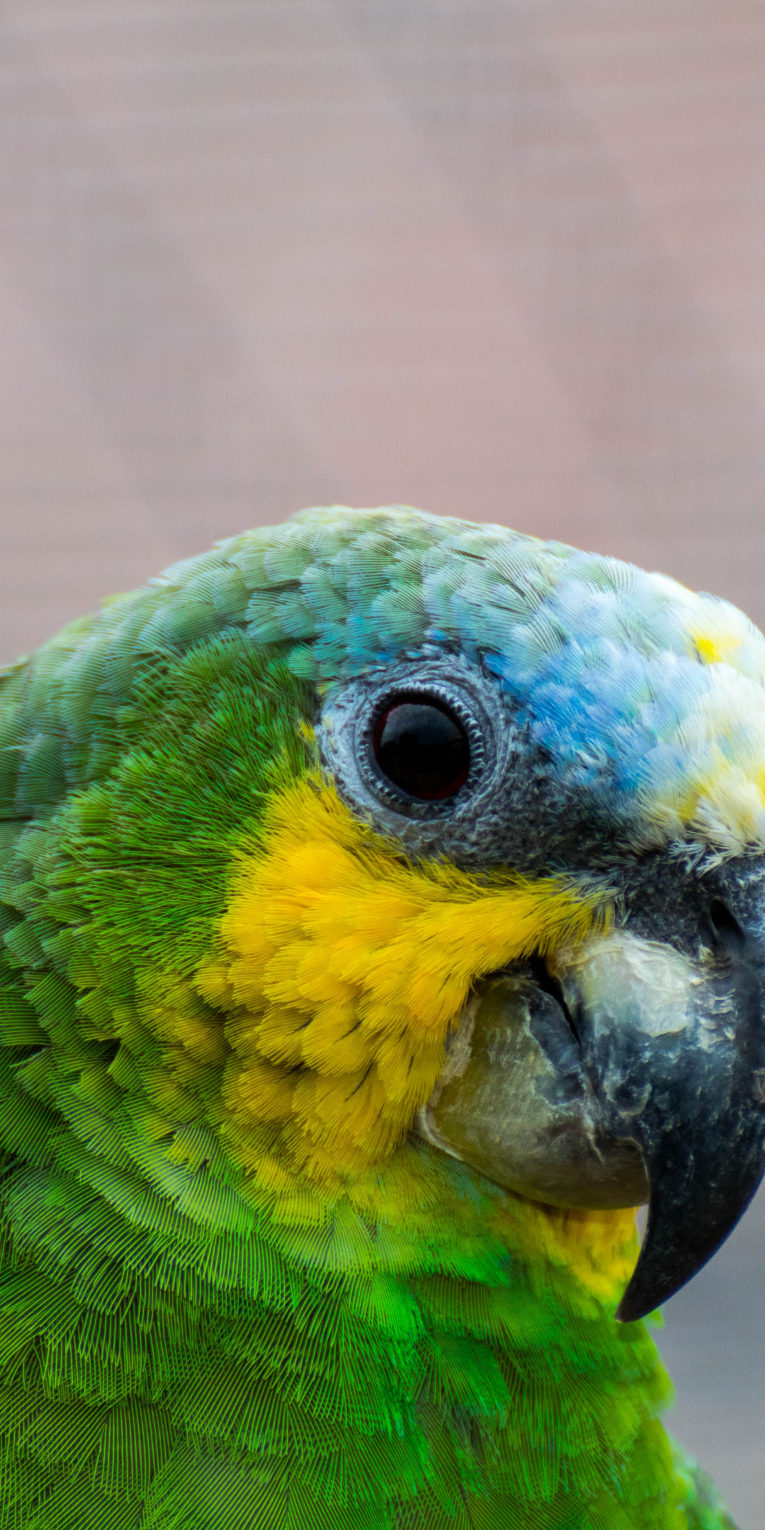 Parrot, colorful, bird, muzzle, 1080x2160 wallpaper