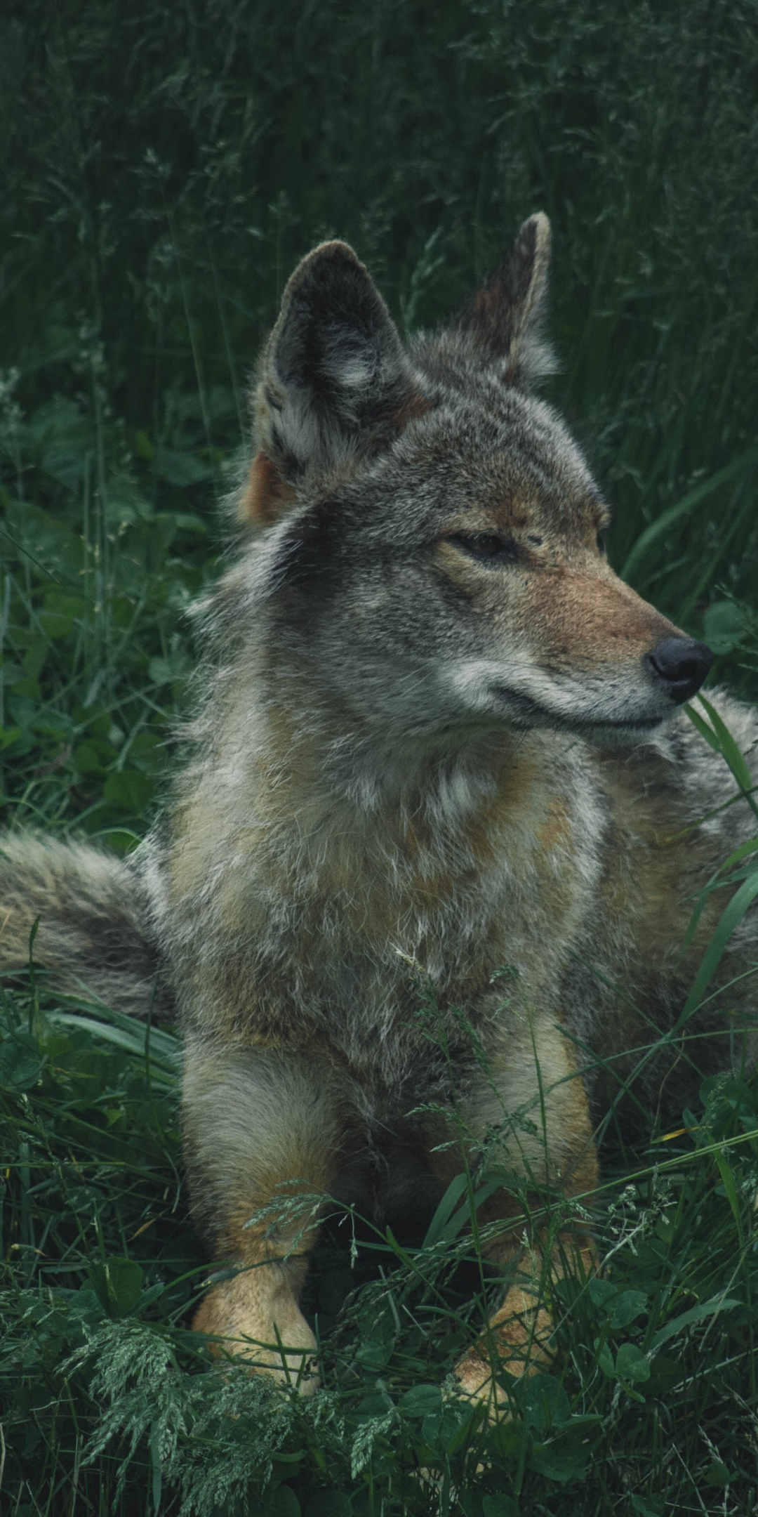 Wolf, sit, grass, calm, predator, 1080x2160 wallpaper