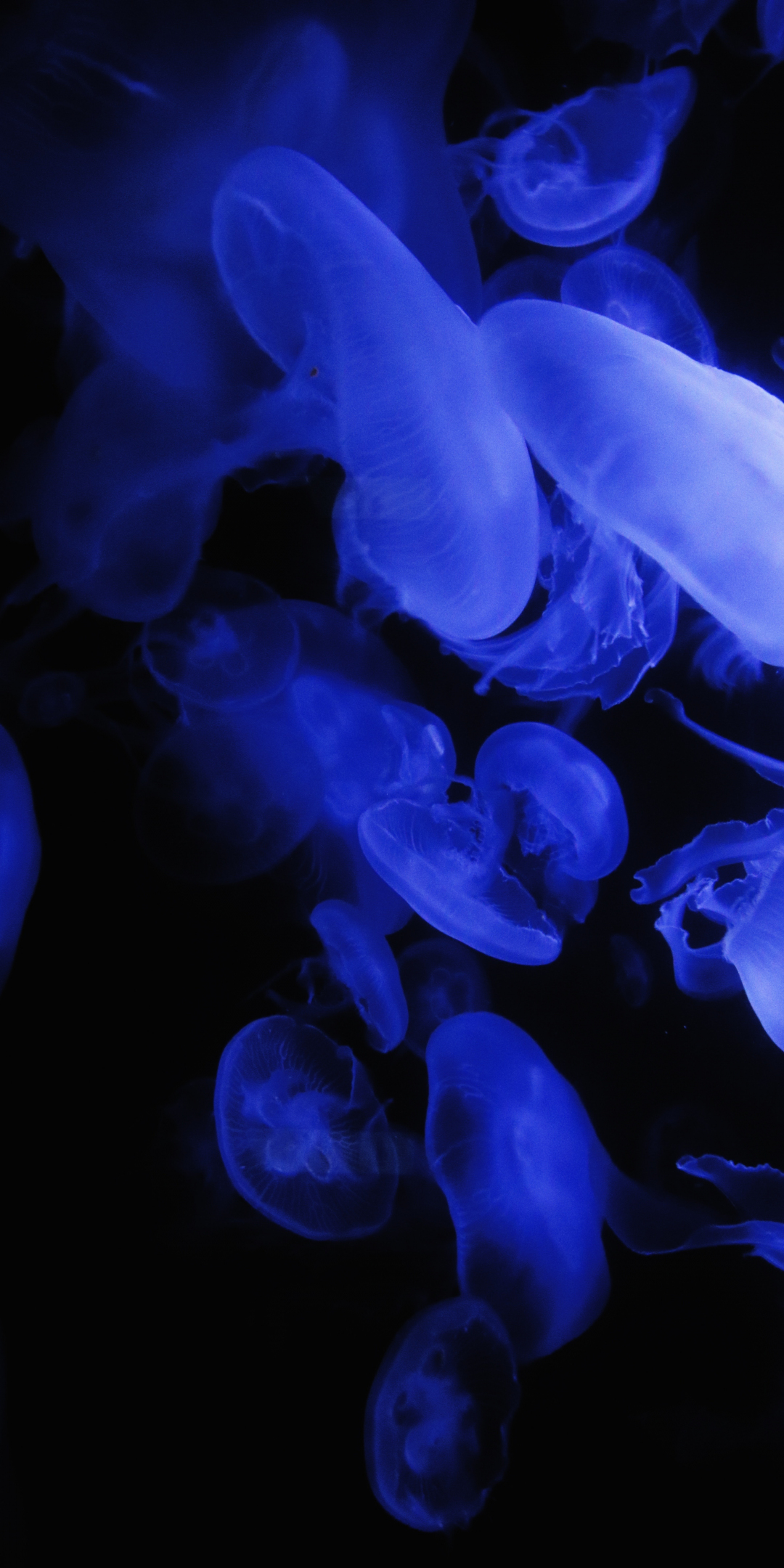Jellyfish, blue, glow, 1080x2160 wallpaper