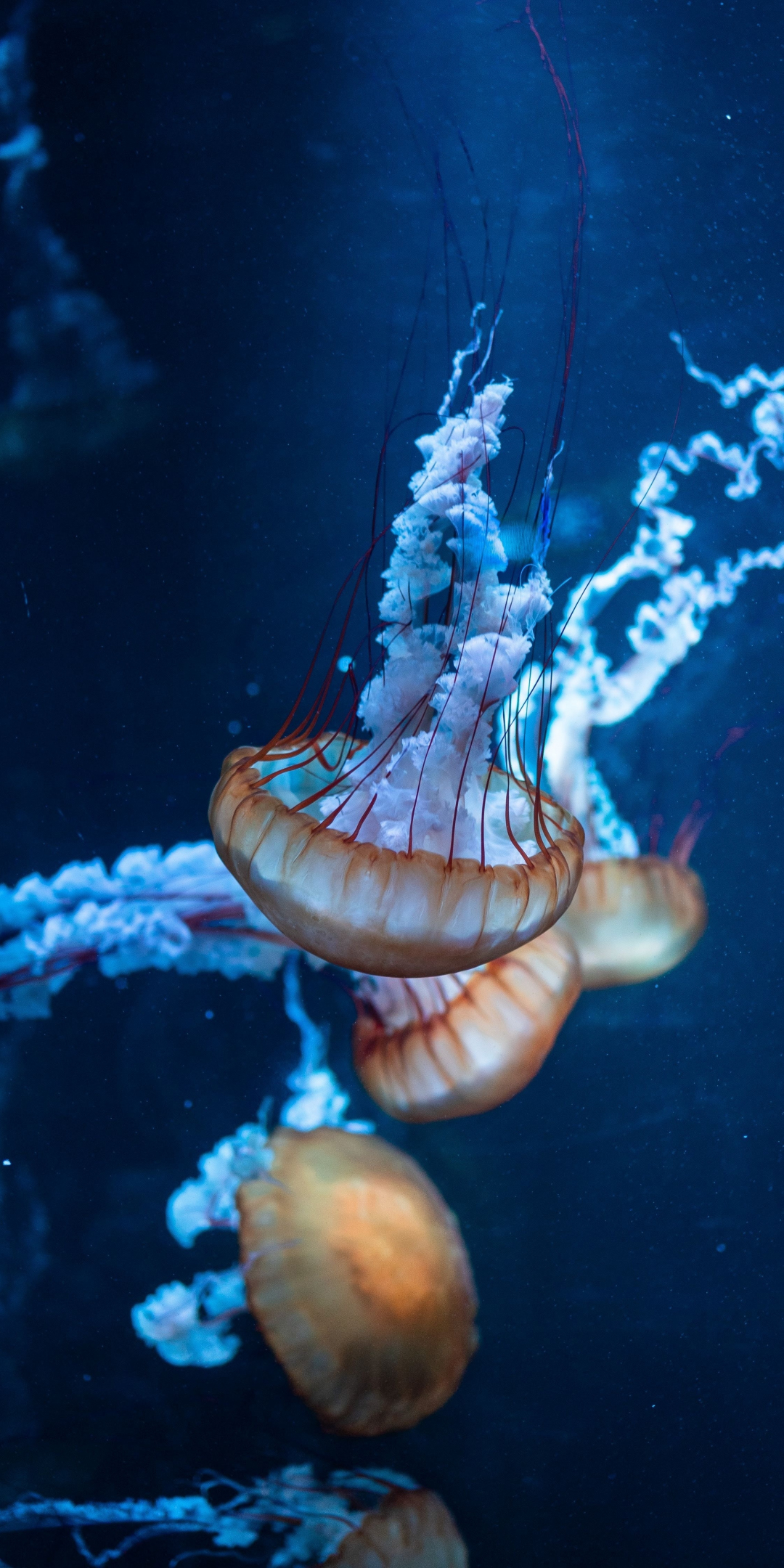 Jellyfish, underwater, aquatic, animals, 1080x2160 wallpaper