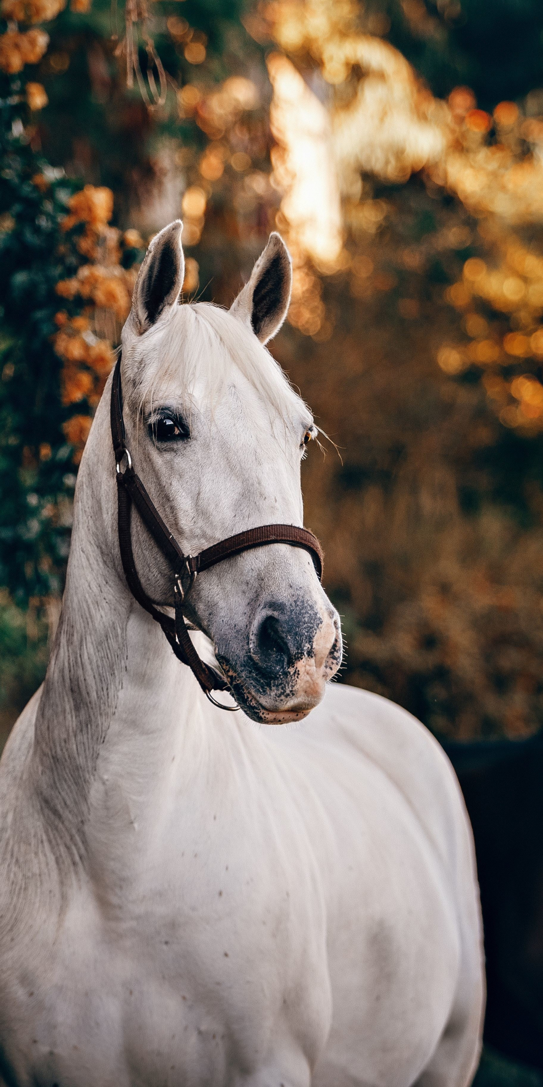 White feline, animal, horse, 1080x2160 wallpaper