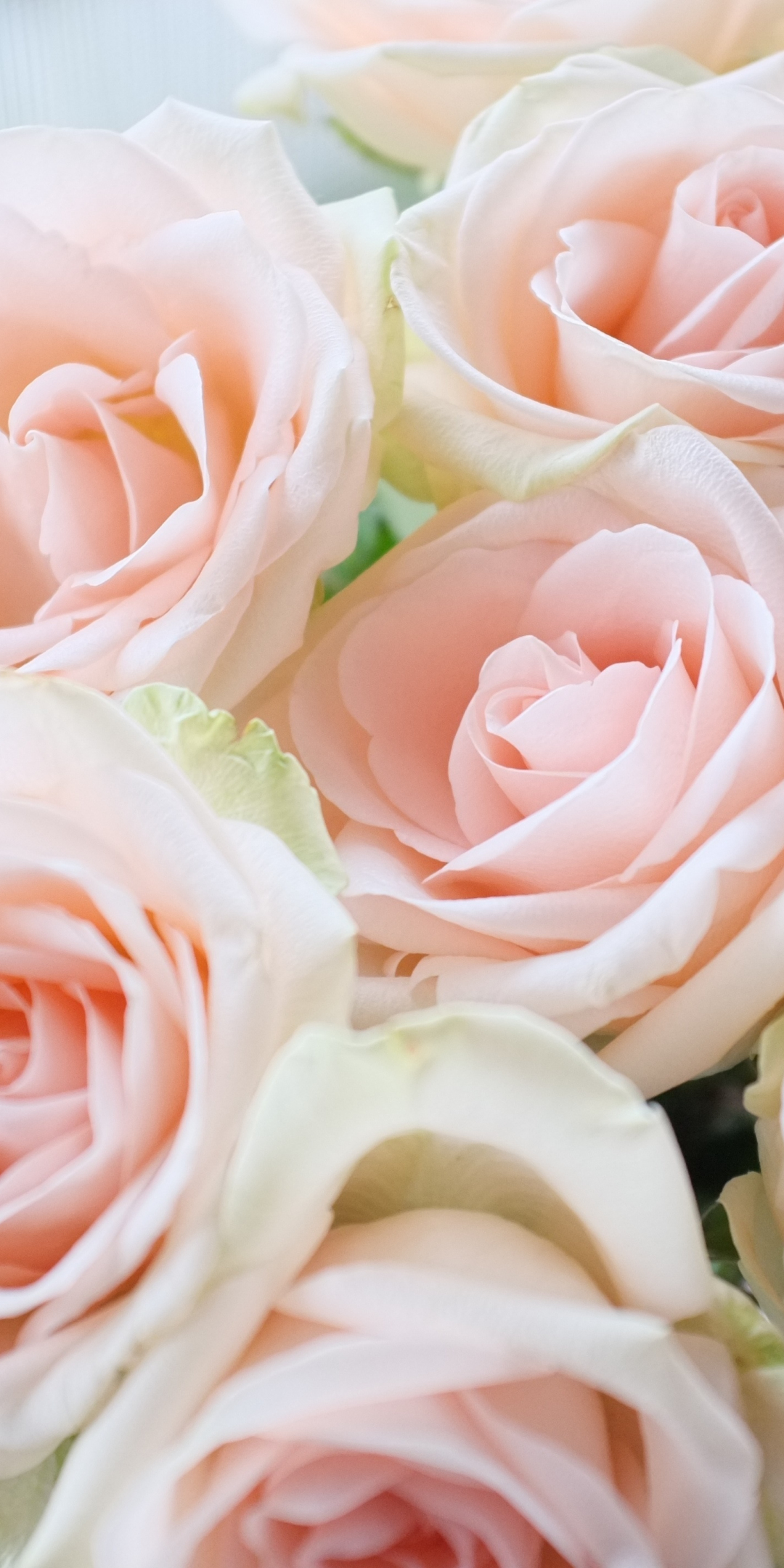 Light pink, roses, bouquet, 1080x2160 wallpaper