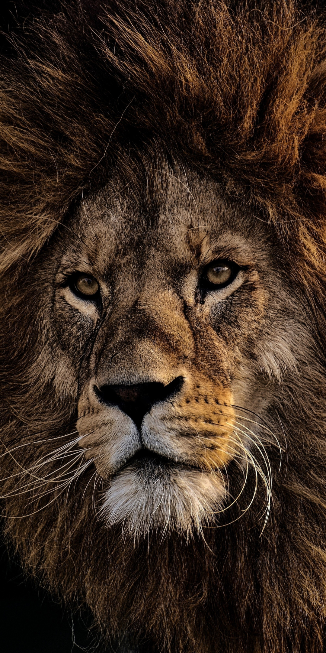 Mighty king, Lion, fur, muzzle, 1080x2160 wallpaper