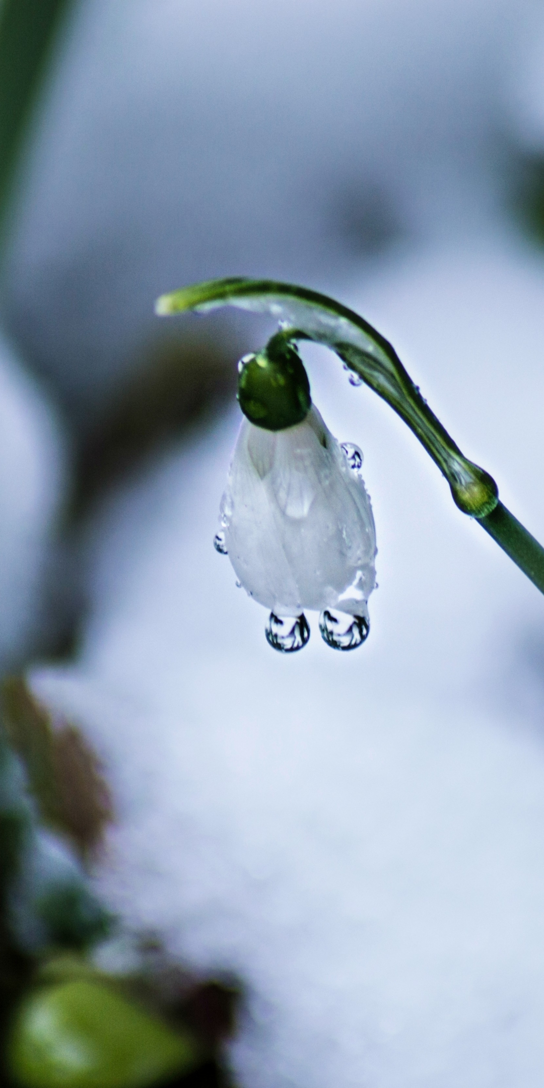 Snowdrop, dew drops, closeup, 1080x2160 wallpaper