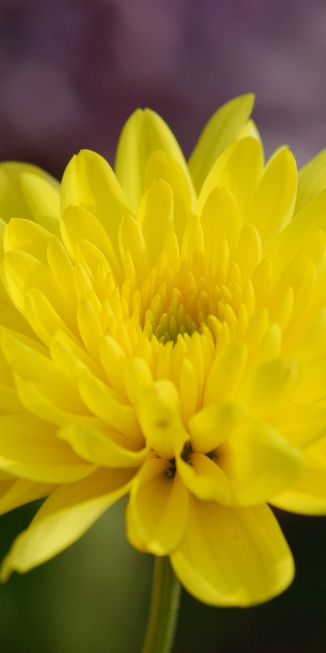 Yellow flowers, spring, close up, 1080x2160 wallpaper