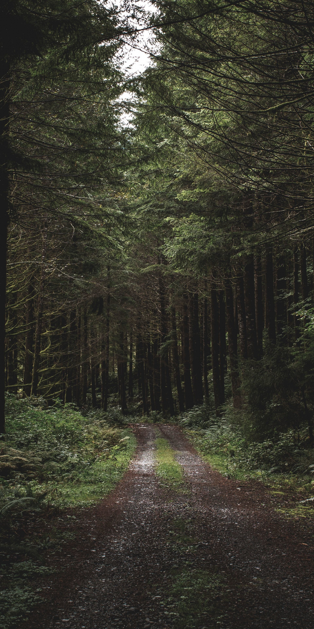 Dirt road, path, trees, forest, greenery, 1080x2160 wallpaper