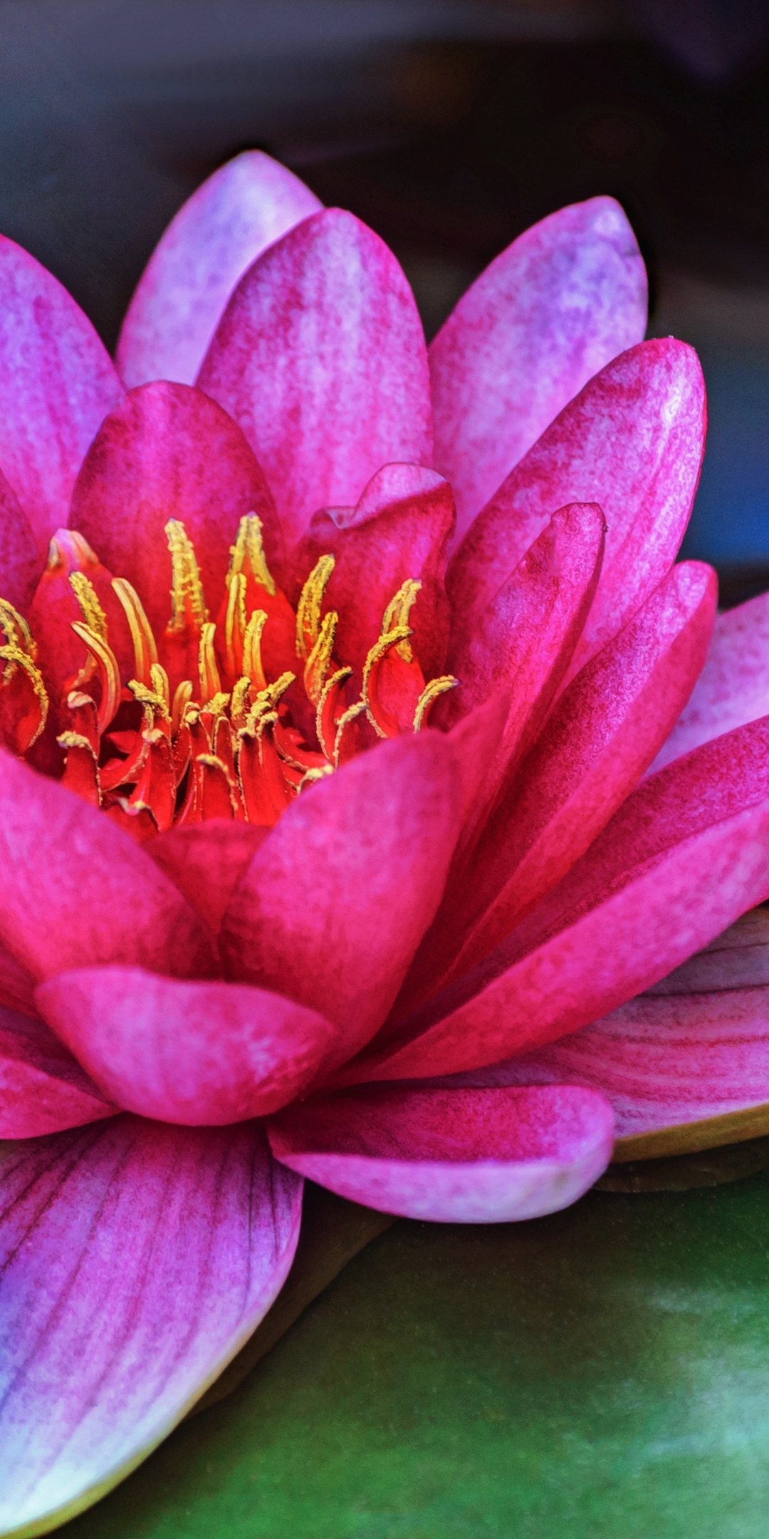 Pink, flower, water lily, close up, 1080x2160 wallpaper