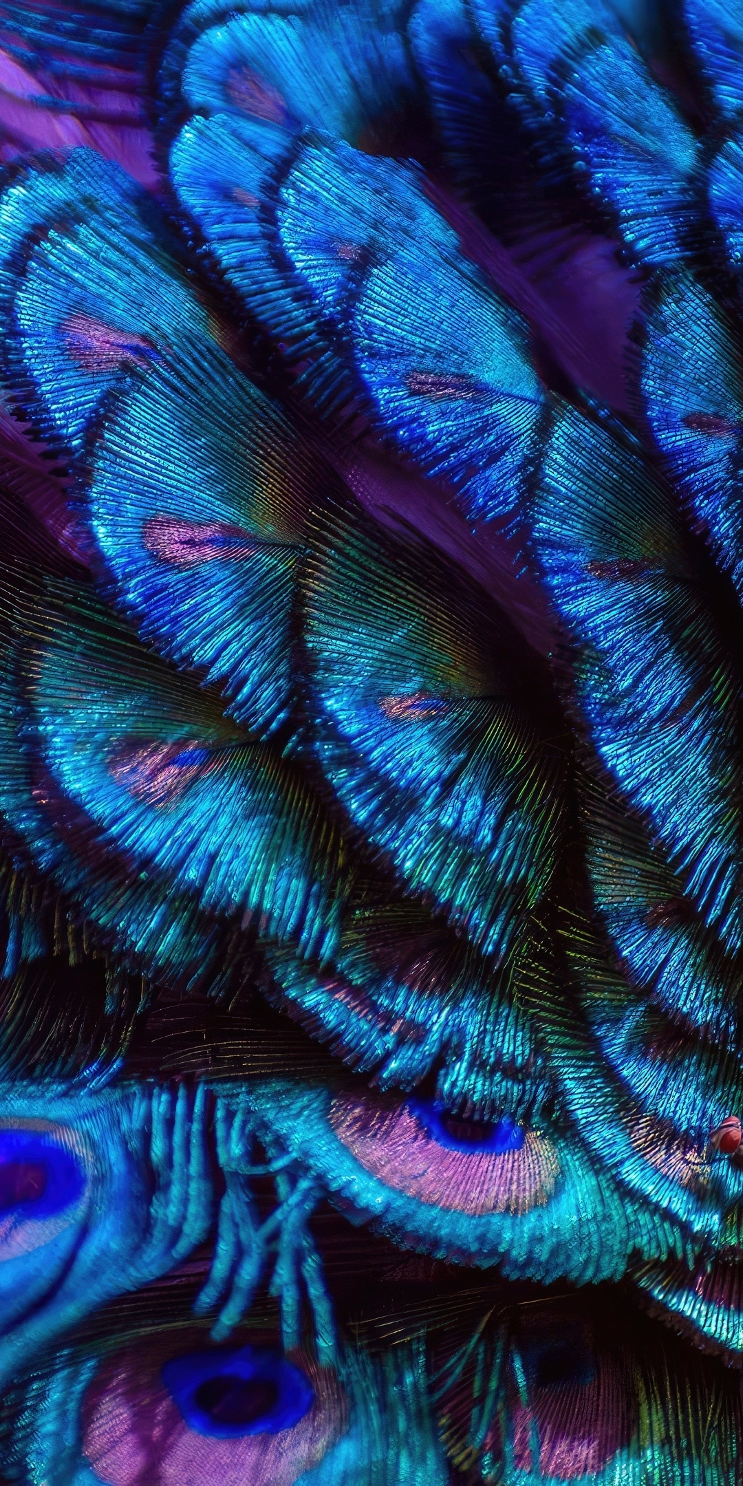 Splendid and colorful peacock feathers, adorable, 1080x2160 wallpaper