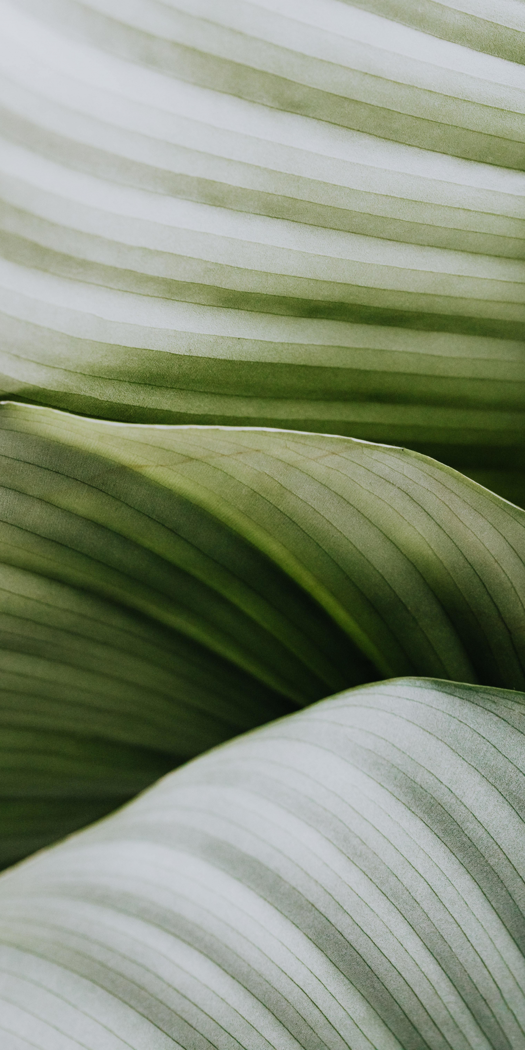 Veins on leaf, close up, green house plants, 1080x2160 wallpaper