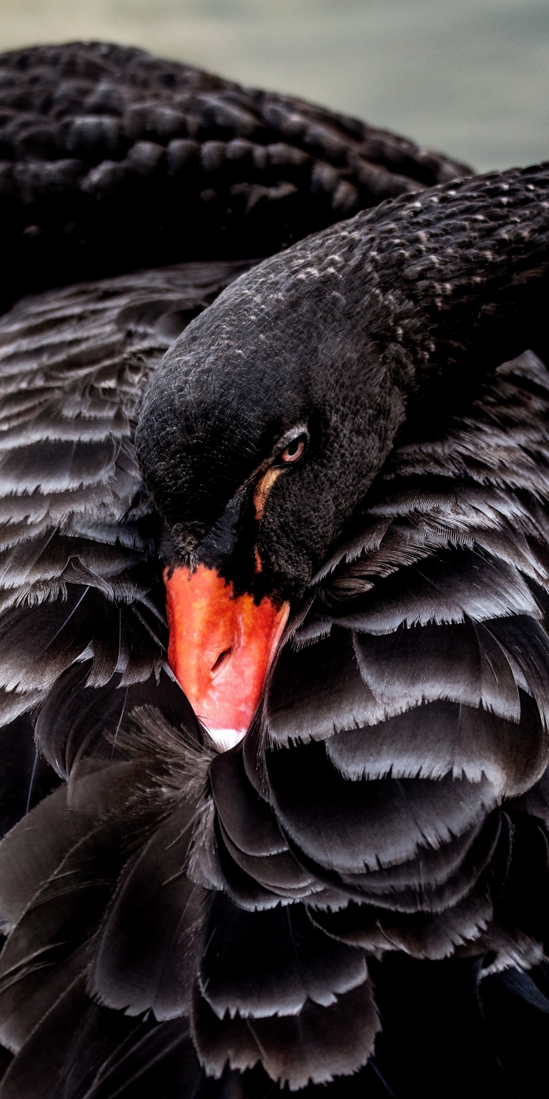 Bird, black swan, 1080x2160 wallpaper