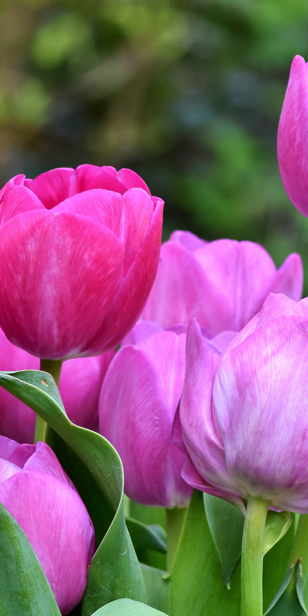 Pink tulips, fresh, bloom, beautiful, 1080x2160 wallpaper