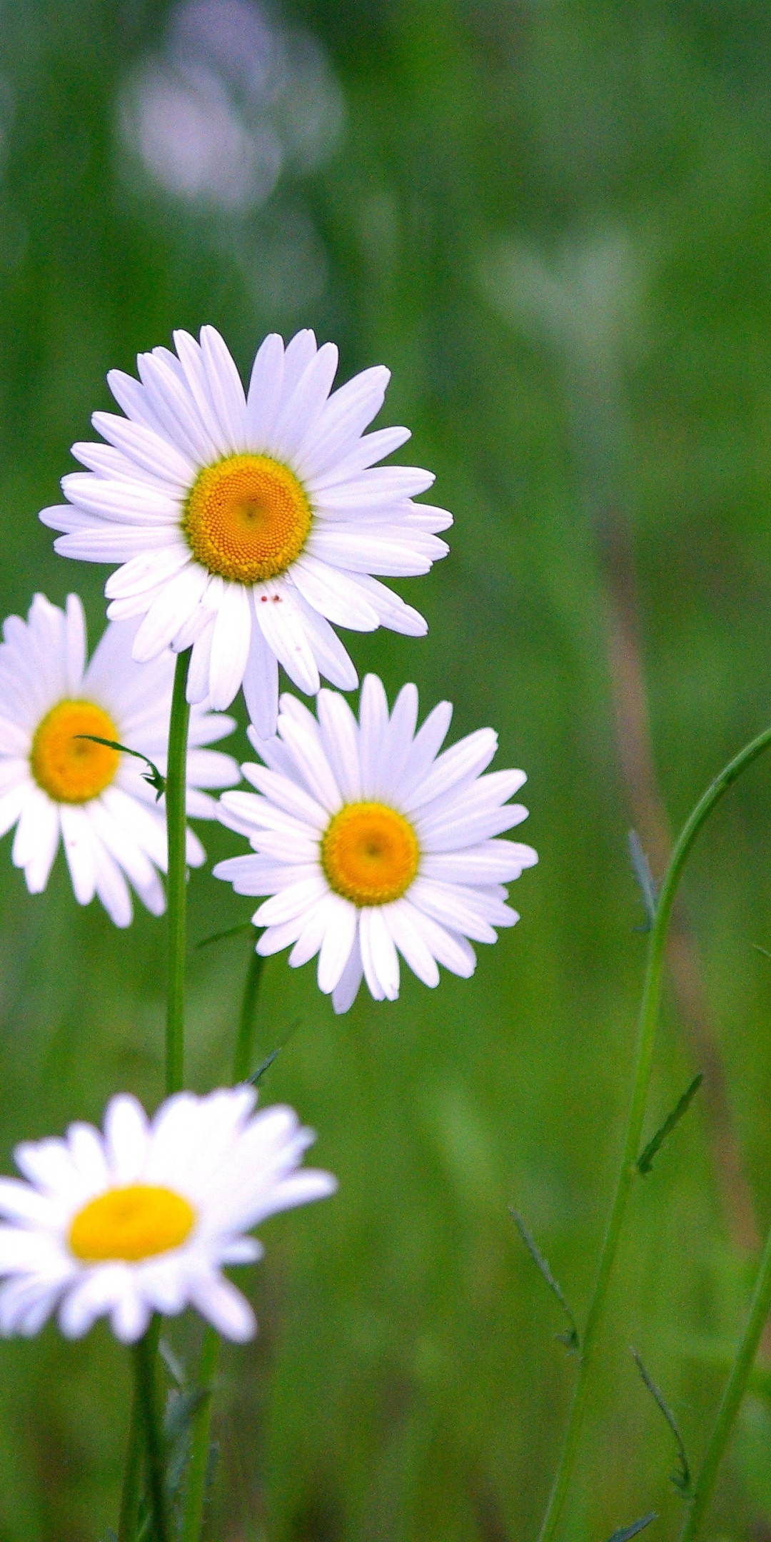 Meadow, plants, white daisy, blur, 1080x2160 wallpaper