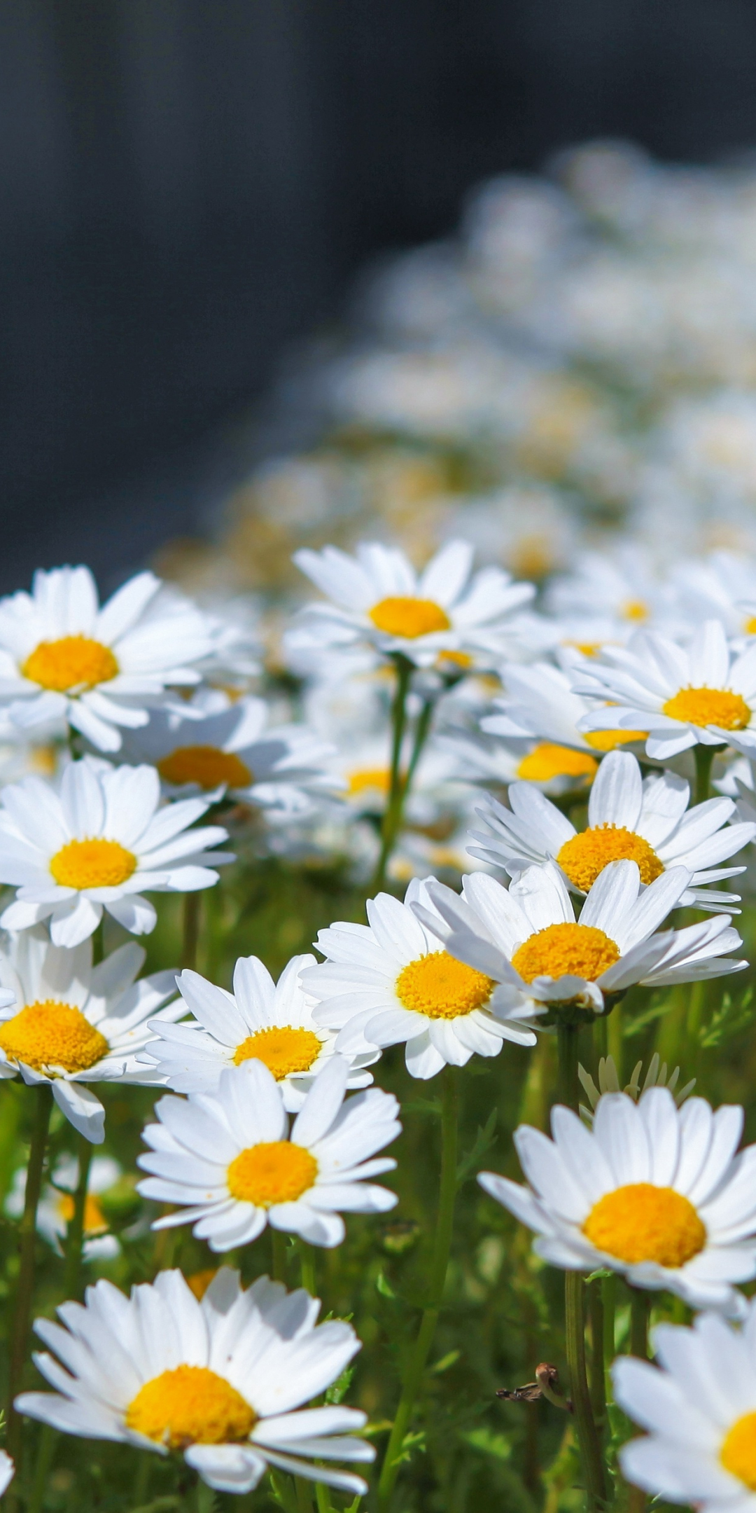 Meadow, spring, flowers, white daisy, 1080x2160 wallpaper