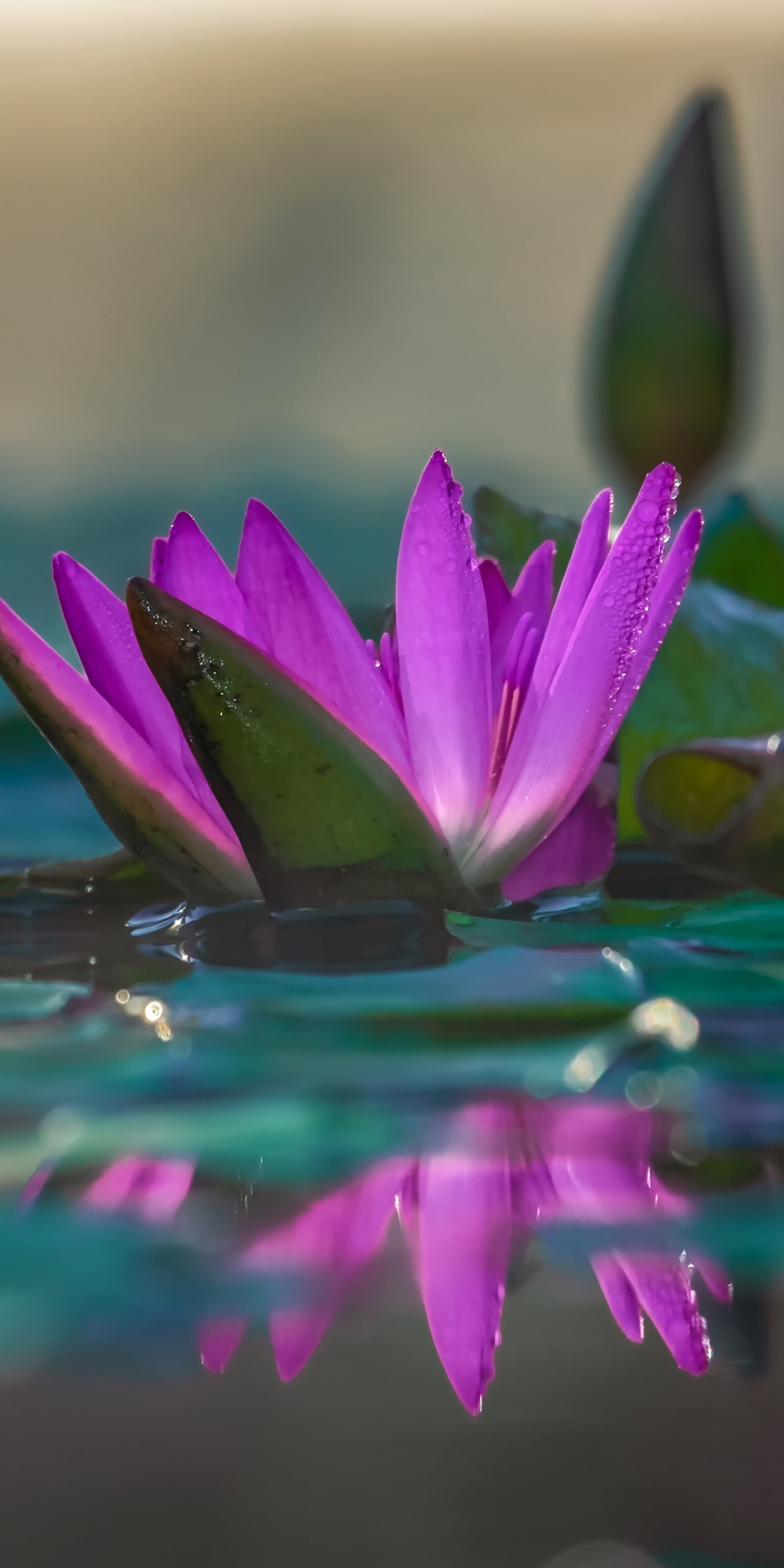 Water lily, pink, reflections, lake, close up, 1080x2160 wallpaper