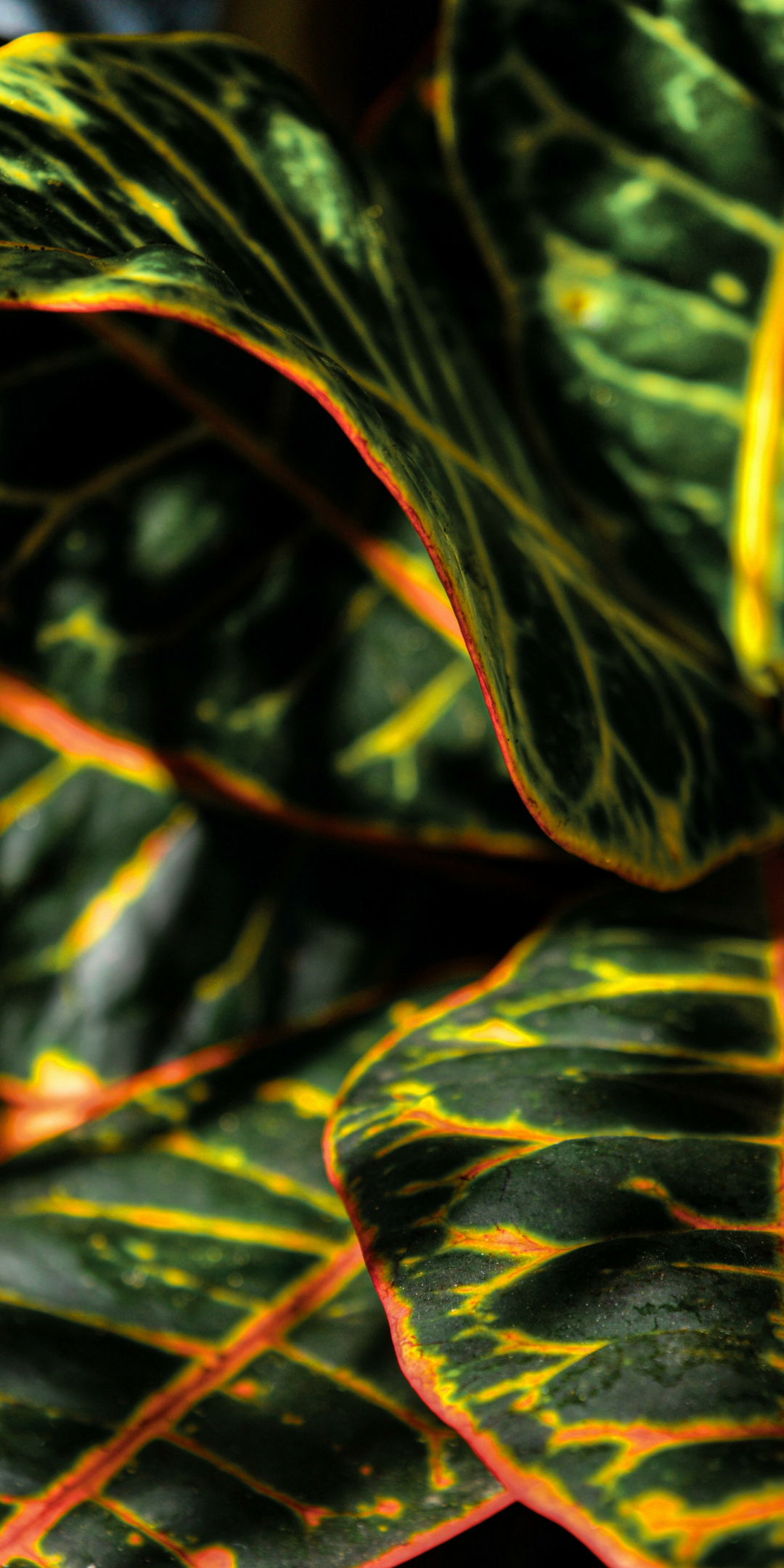 Plant's leaves, close up, leaves, variegated, Croton, 1080x2160 wallpaper