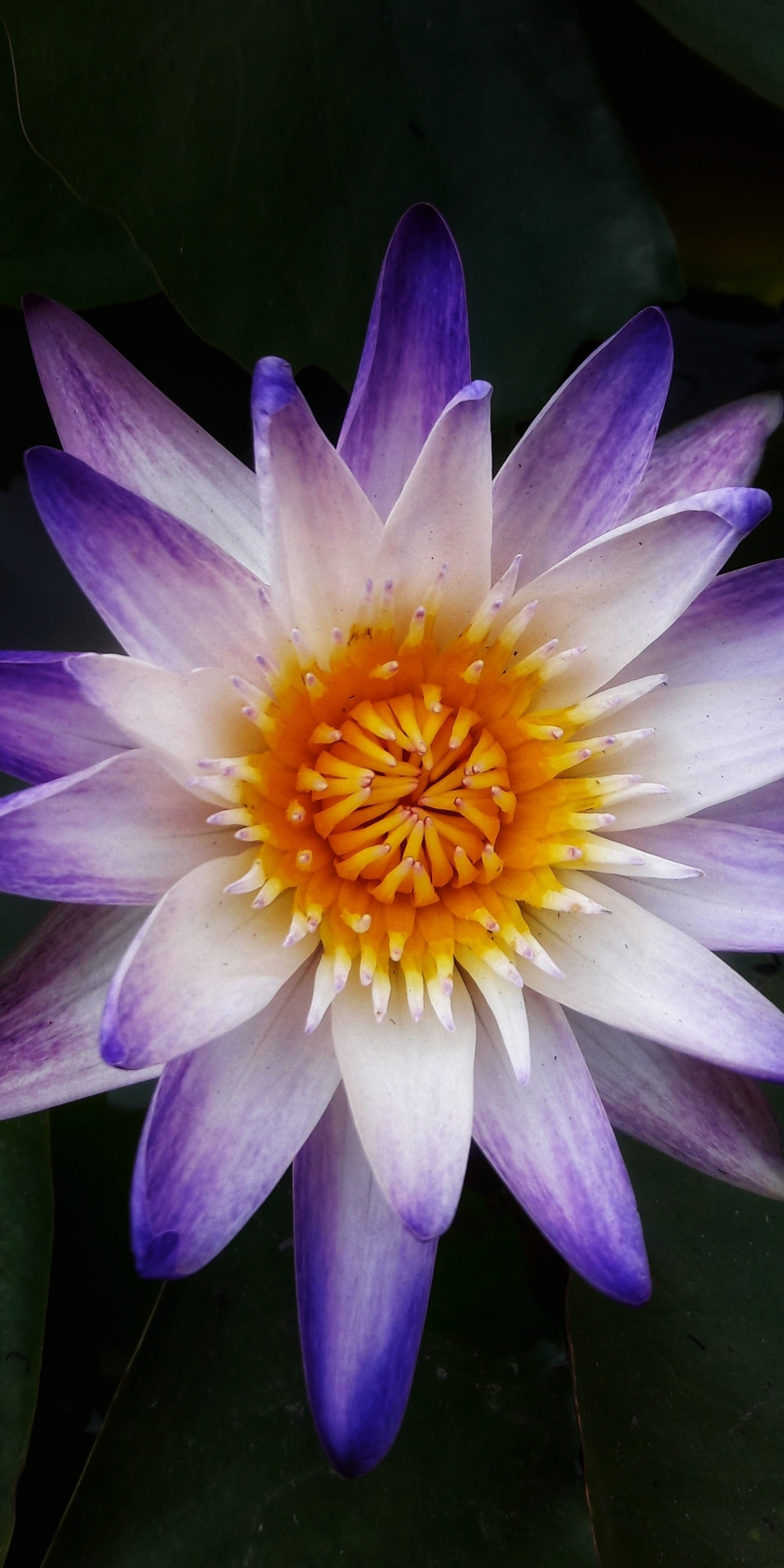 Lotus, water lily, close up, 1080x2160 wallpaper