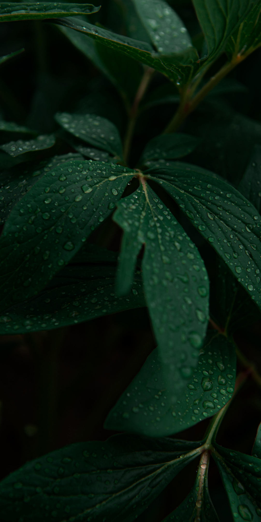 Droplets on leaves, drops, plant, 1080x2160 wallpaper