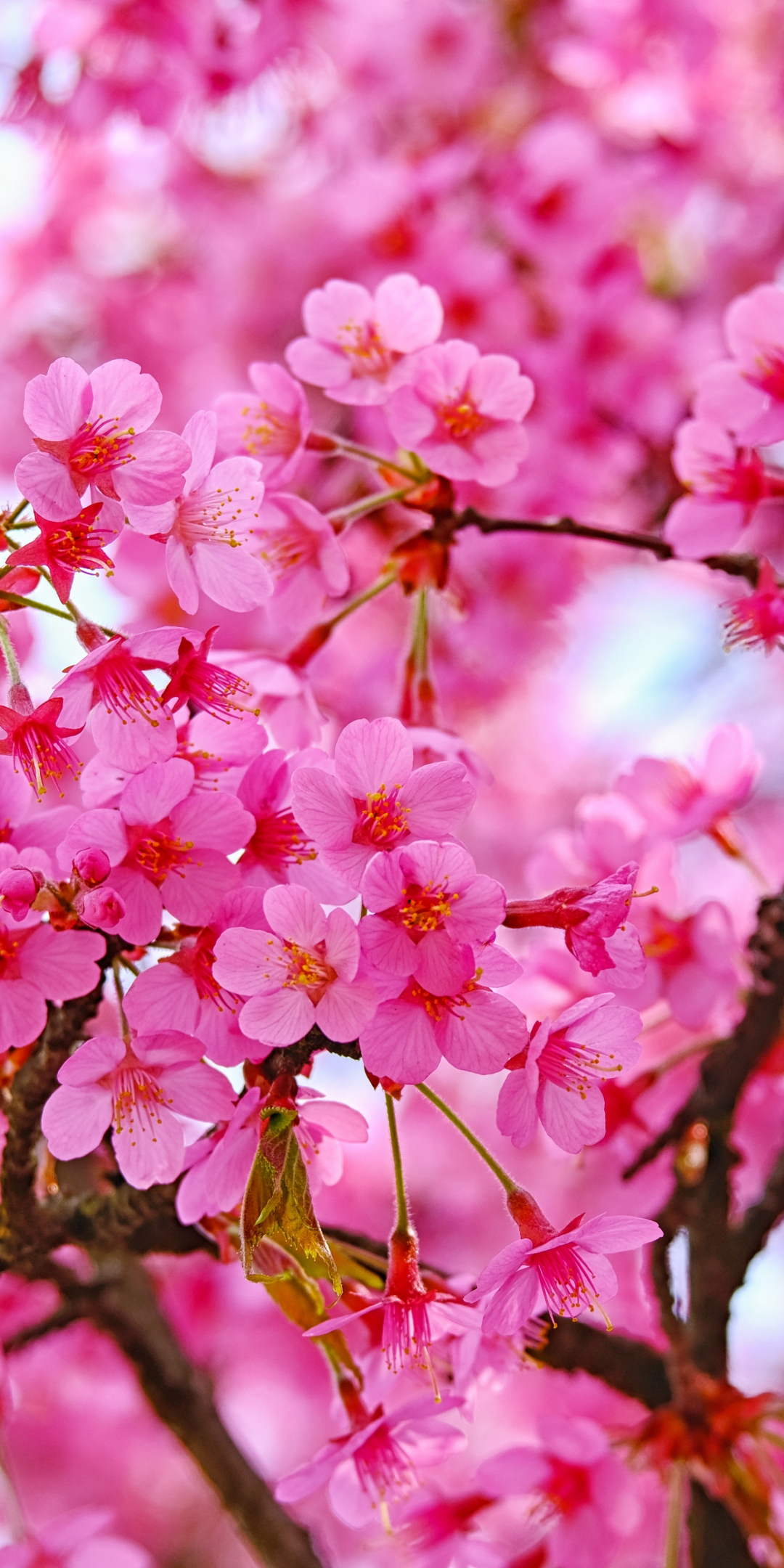 Cherry blossom, pink flowers, nature, 1080x2160 wallpaper