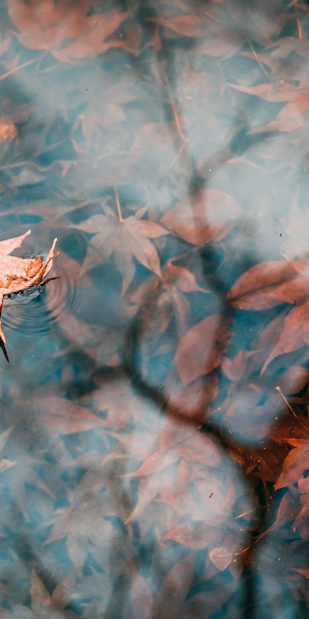Autumn, lake, leaf, water surface, 1080x2160 wallpaper