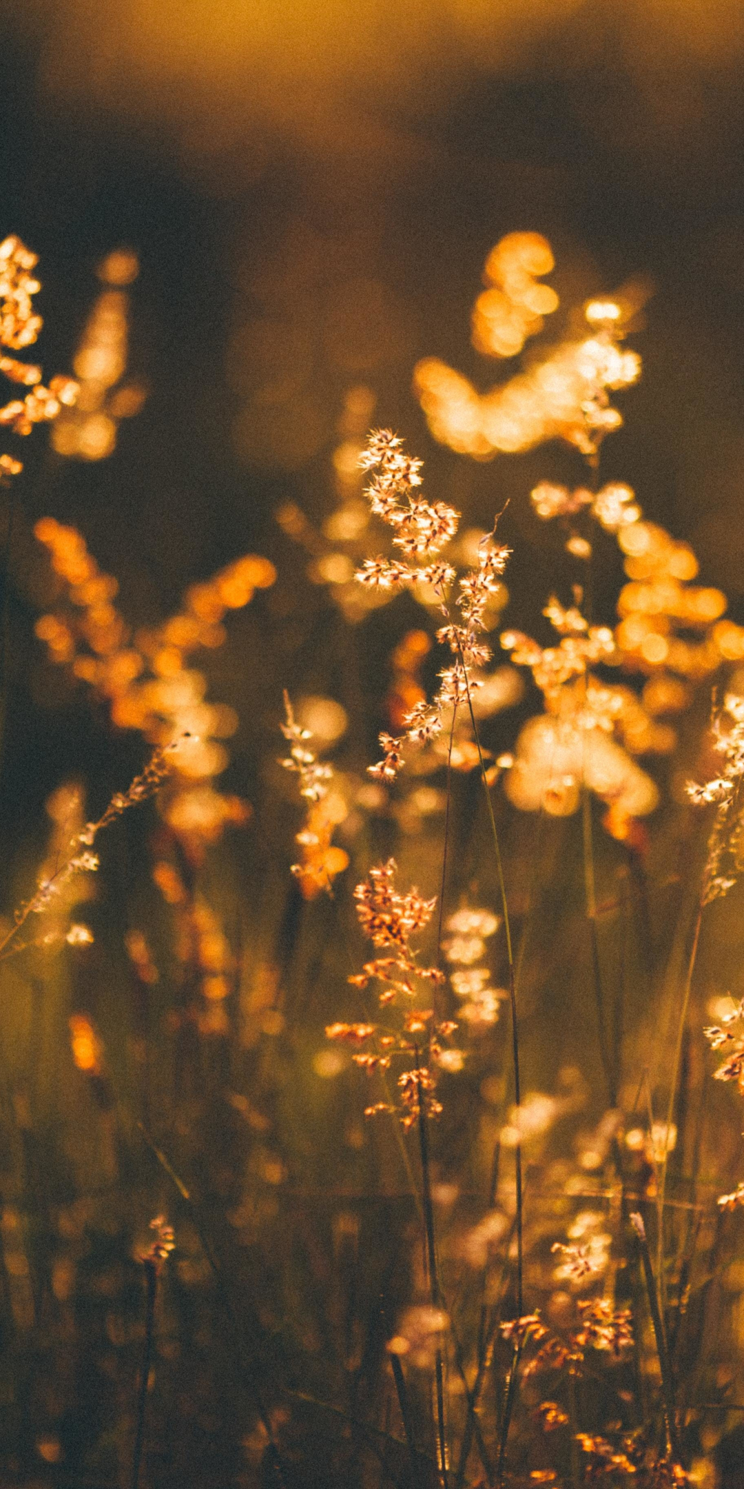Golden shine, plants, meadow, 1080x2160 wallpaper