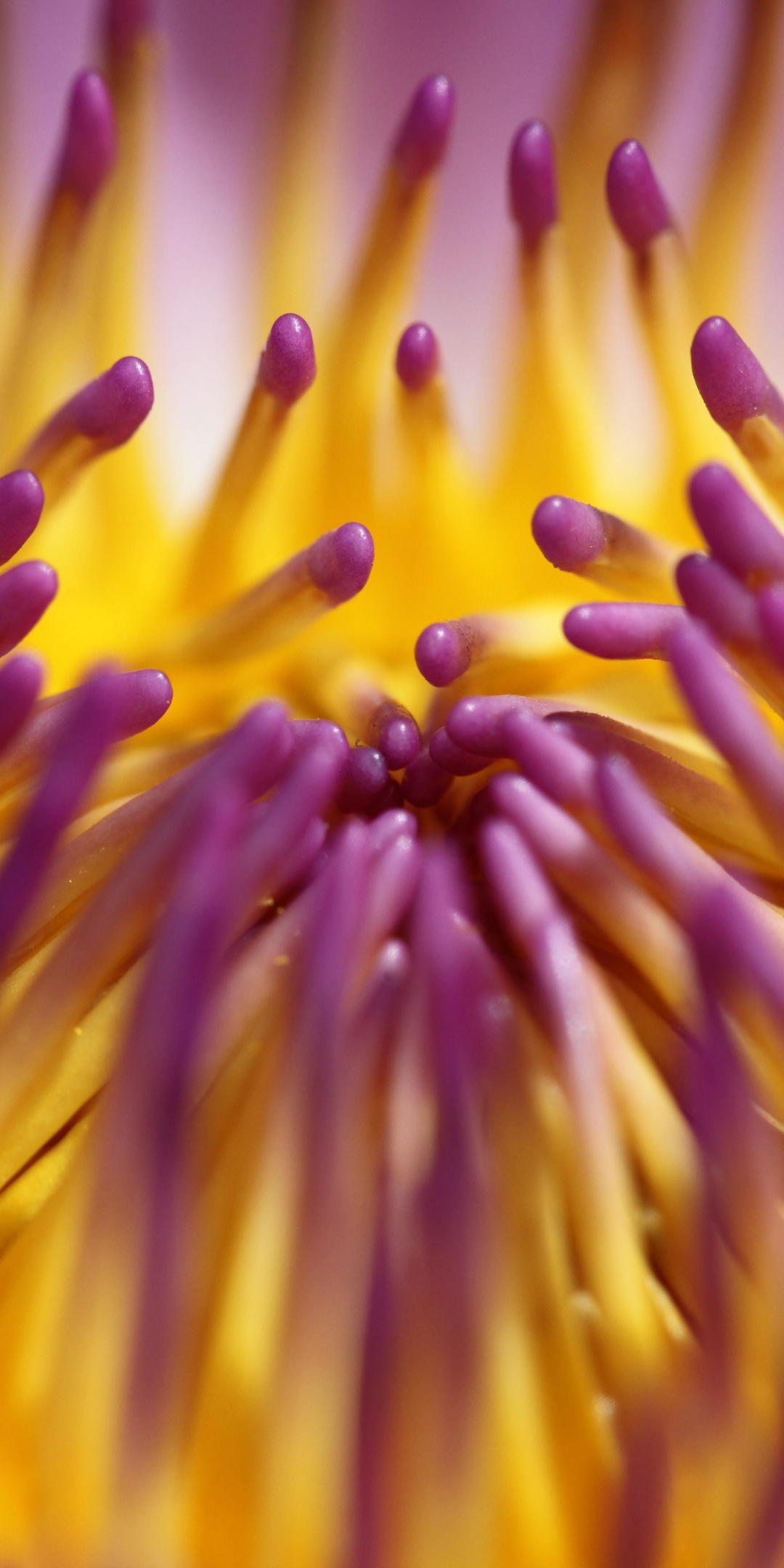 Close up, flower, petals, 1080x2160 wallpaper