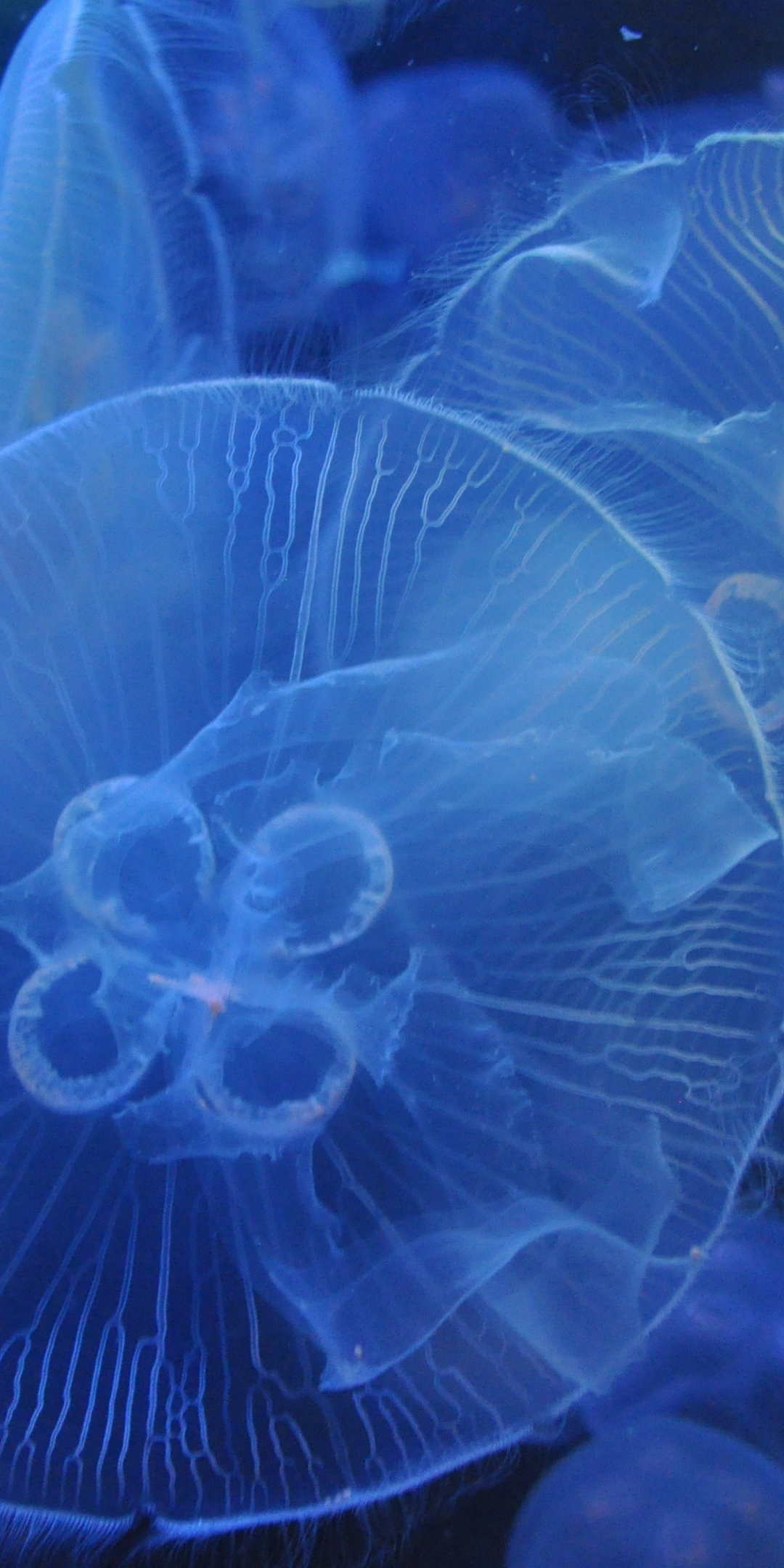 Underwater, blue, jellyfishes, 1080x2160 wallpaper