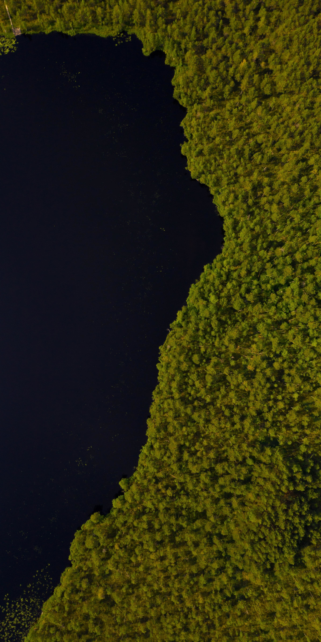 Lake, trees, aerial view, edges of lake, 1080x2160 wallpaper