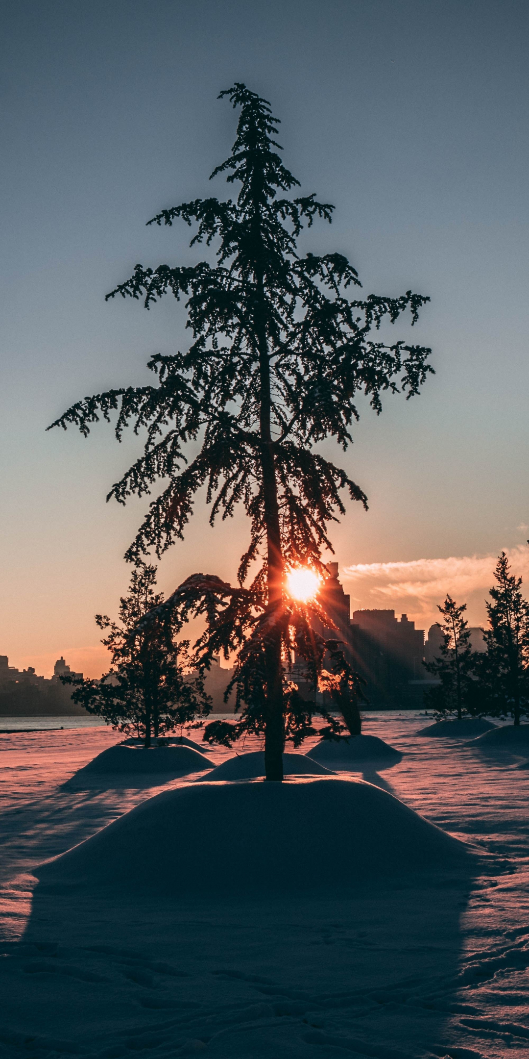 City park, winter, tree, sunrise, morning, 1080x2160 wallpaper