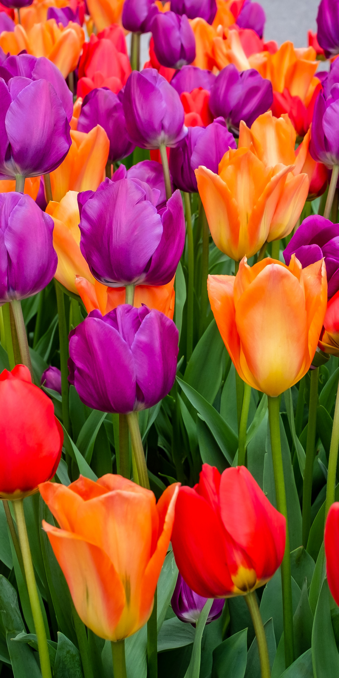 Tulips flowers, multicolored, bloom, 1080x2160 wallpaper