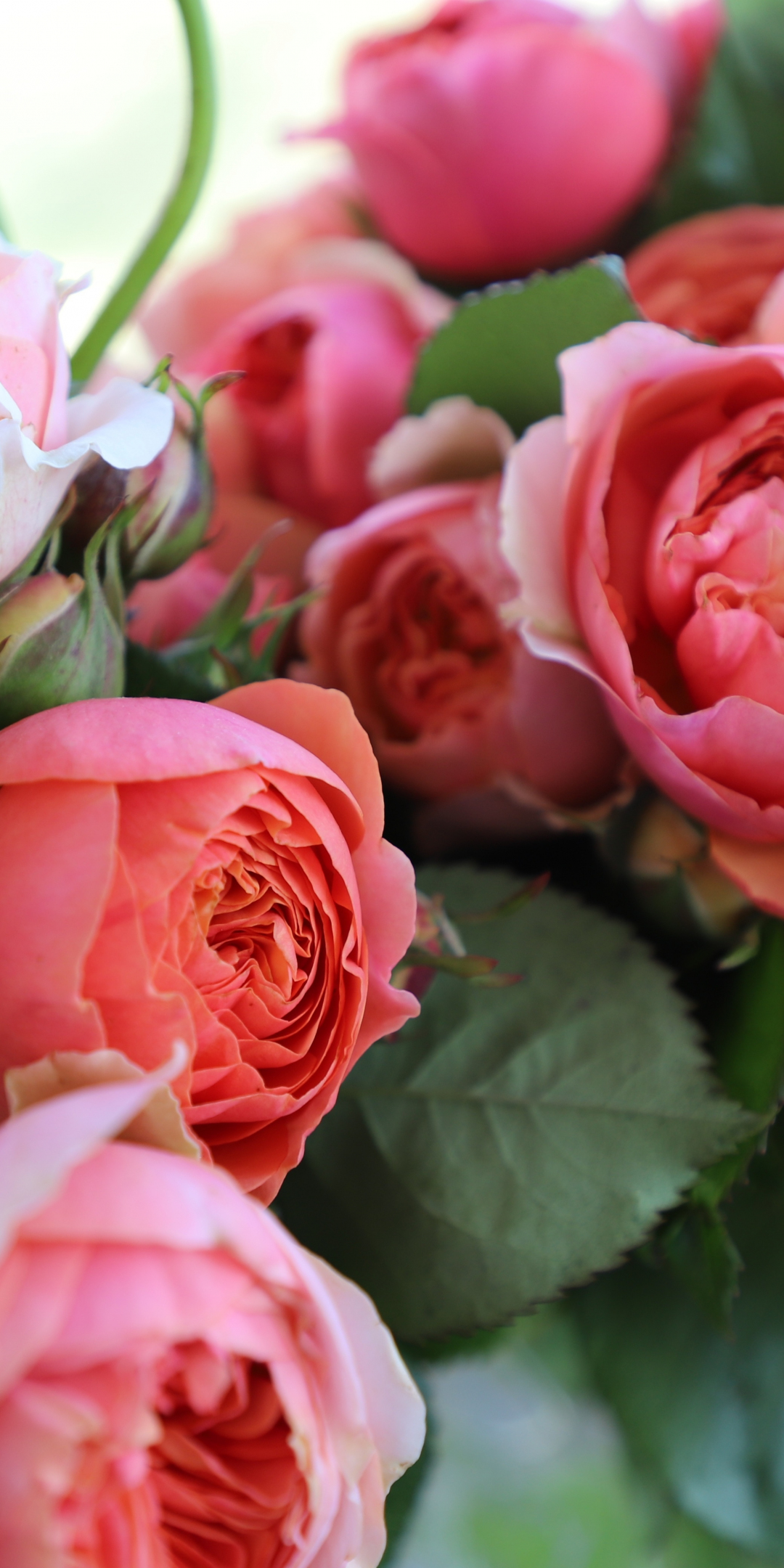 Bouquet, pink roses, fresh, 1080x2160 wallpaper