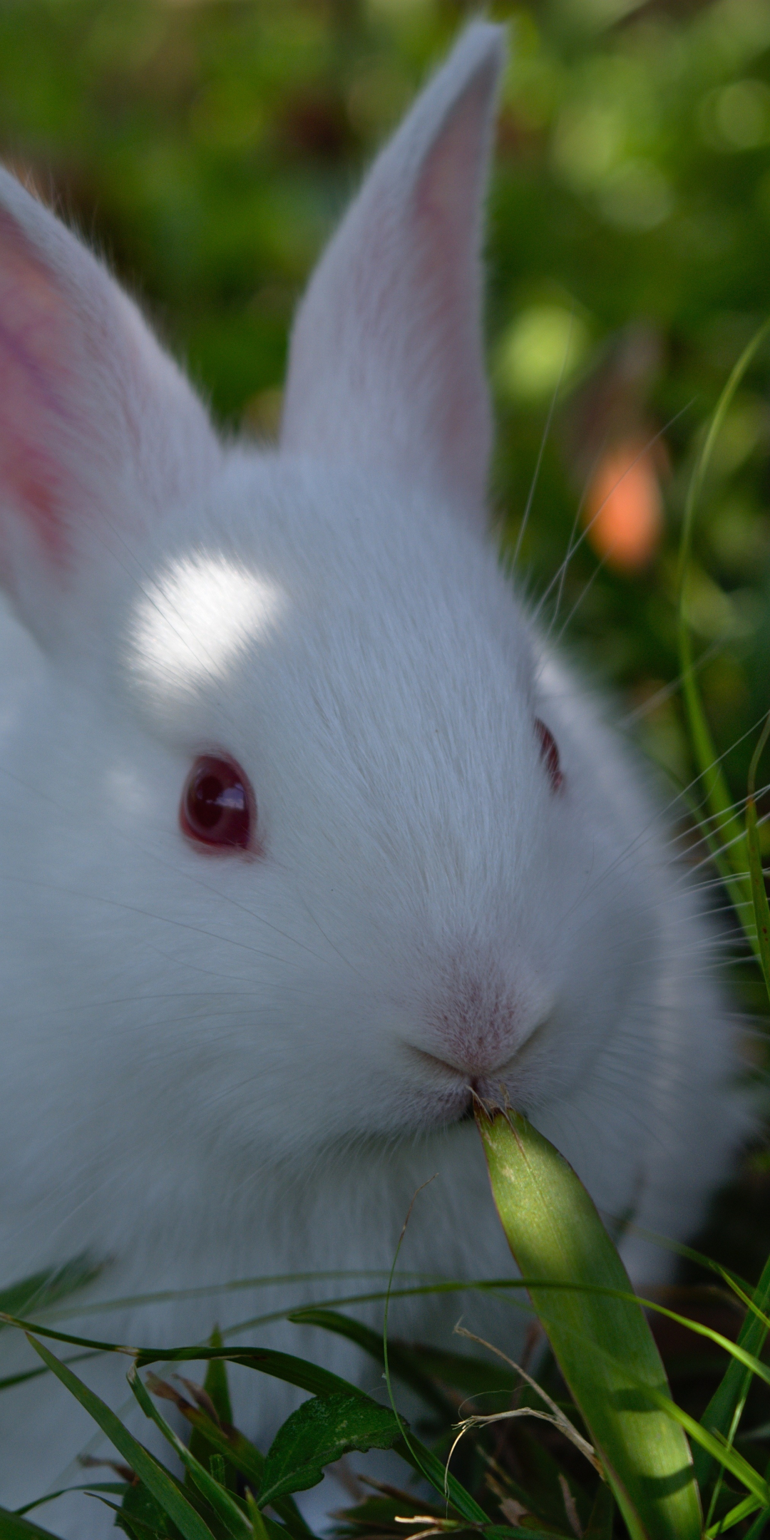 Cute, white rabbit, animal, 1080x2160 wallpaper