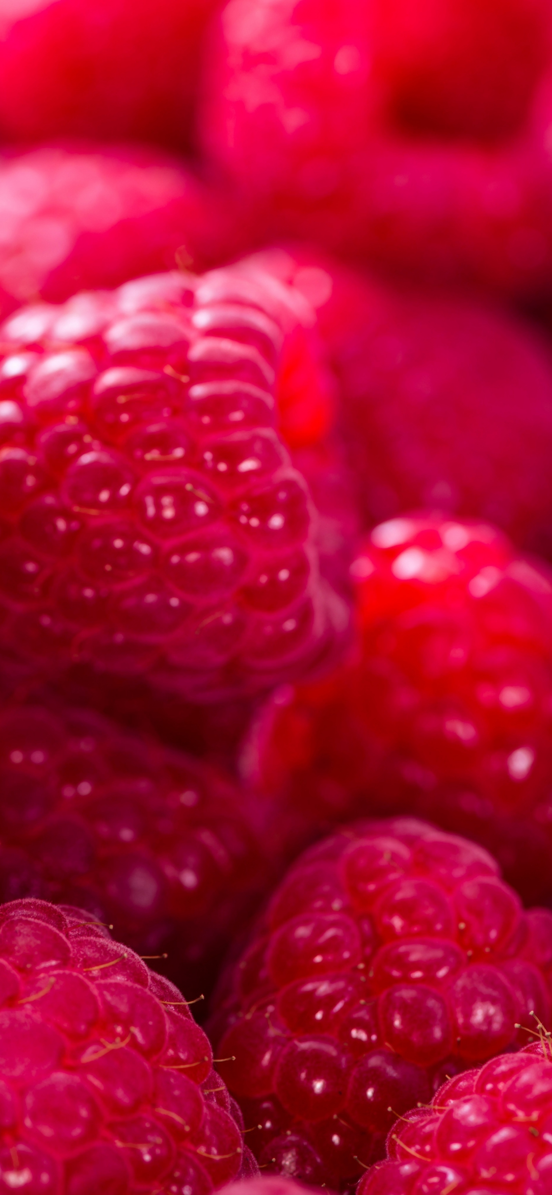 Photo Of Raspberries And Blackberry On Pink Background  Free Stock Photo