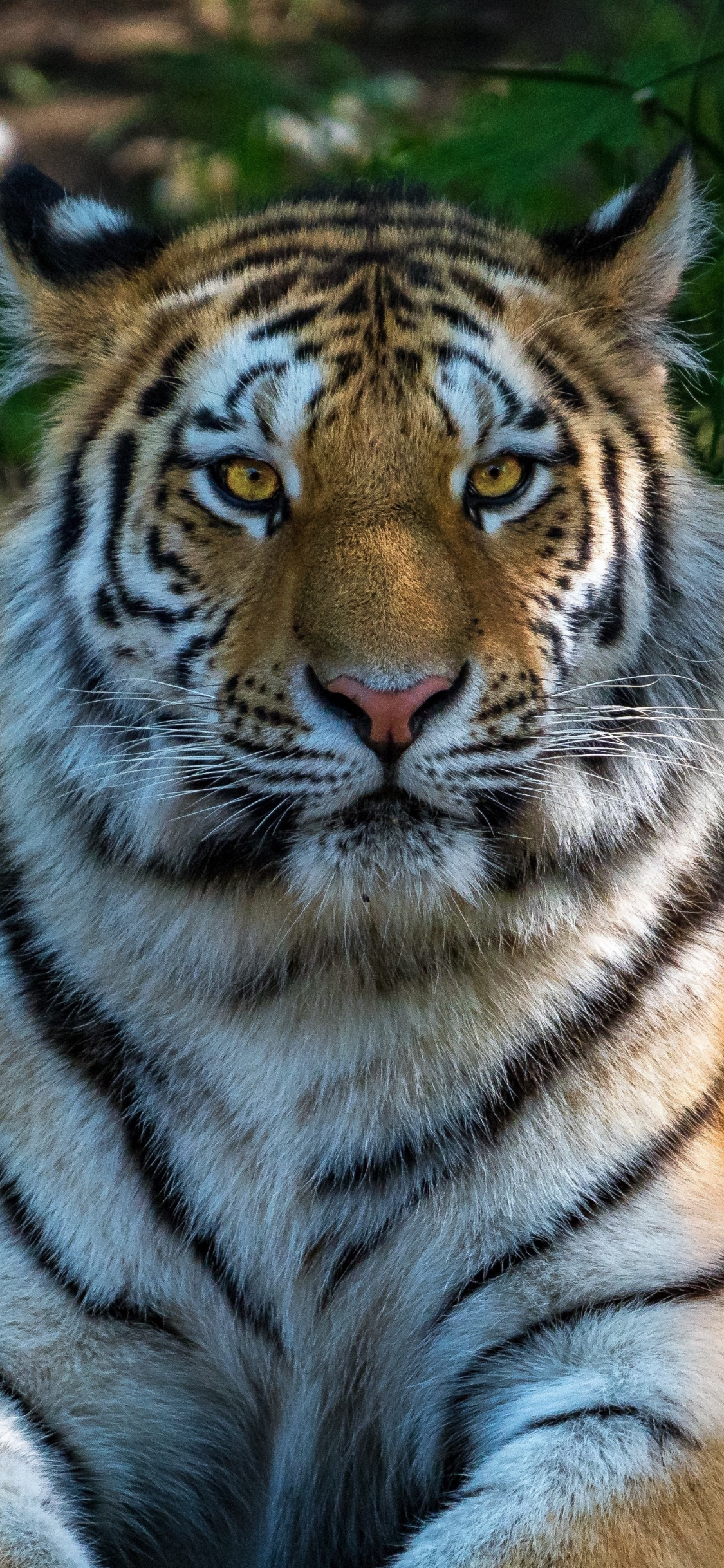 1125x2436 White Tiger Wallpapers for IPhone X / XS [Super Retina HD]