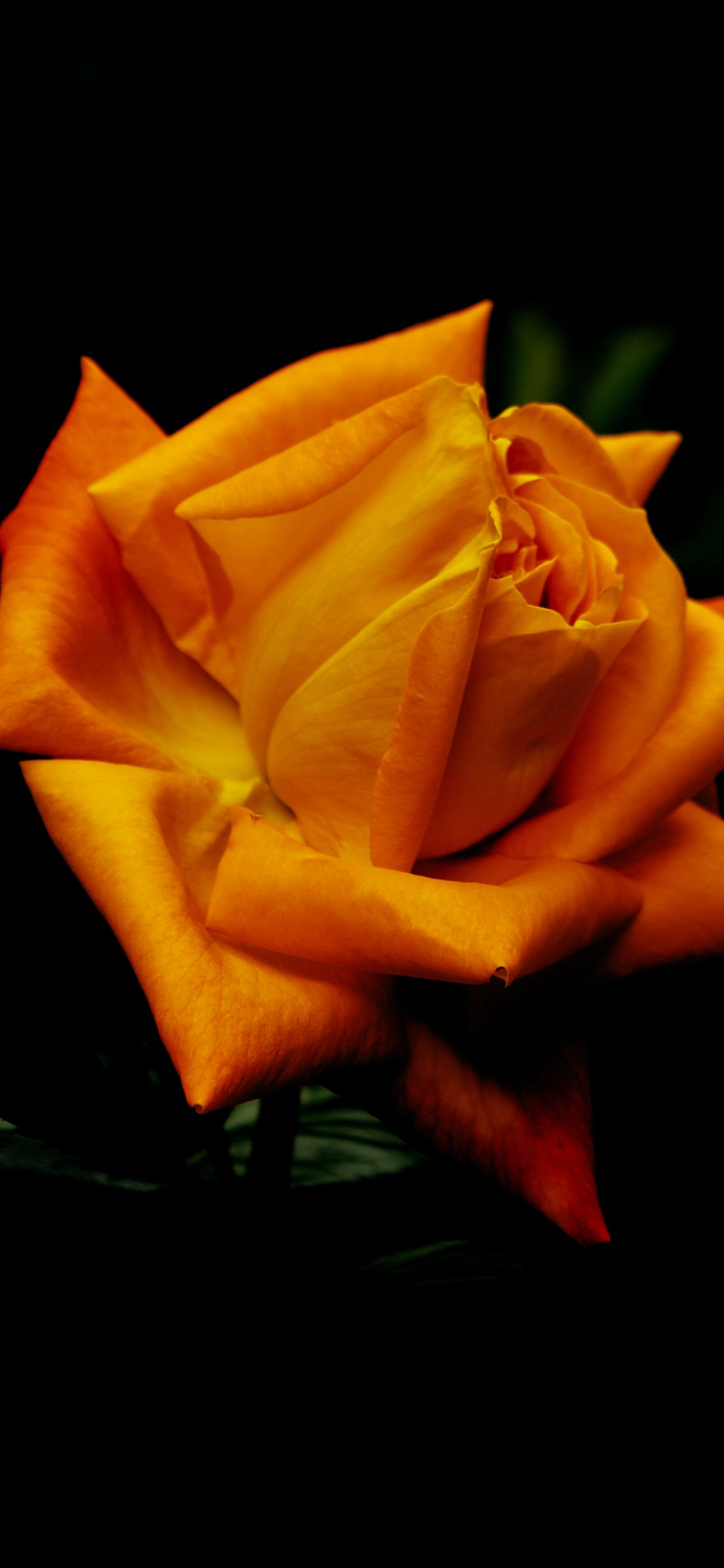 Download wallpaper 1125x2436 flowers, orange rose, close up, bloom ...
