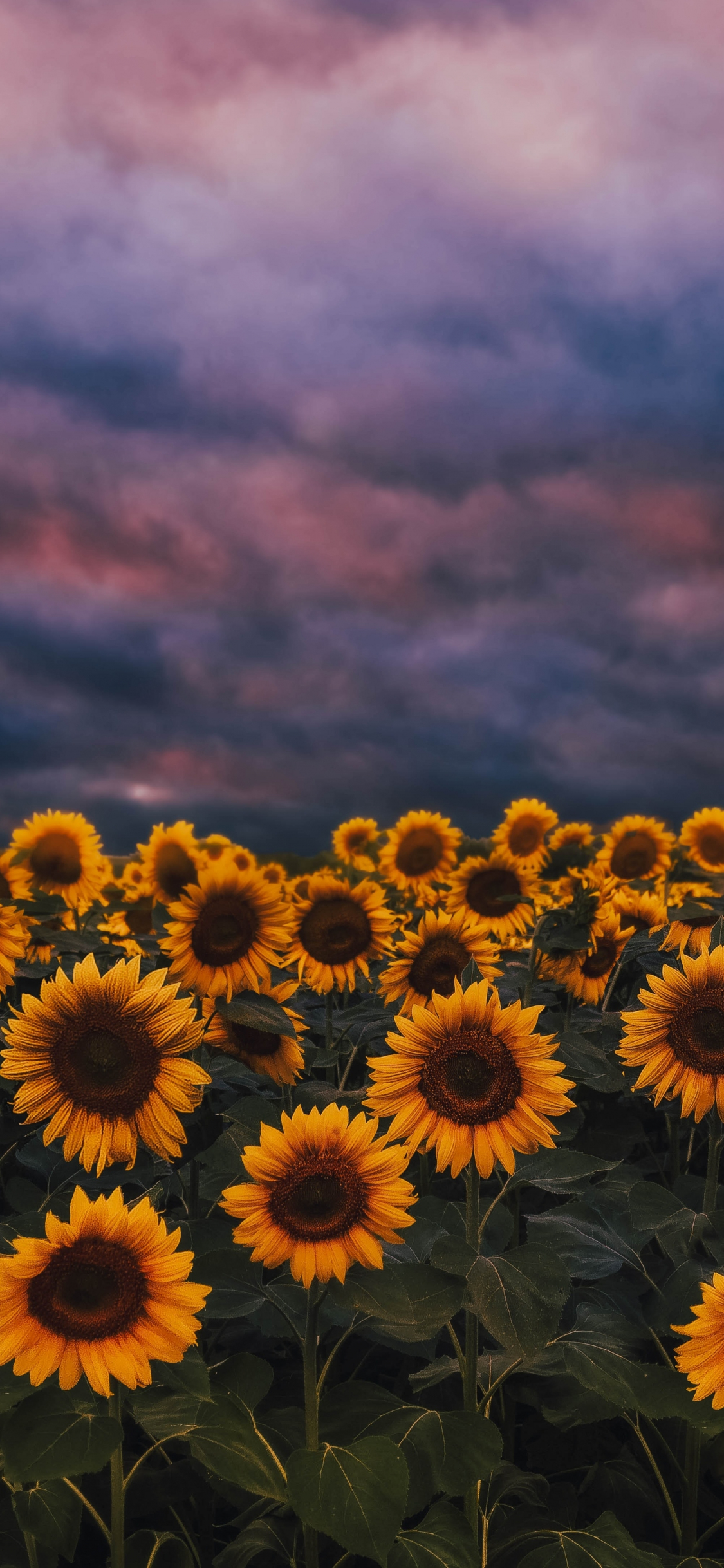 Sunflower Wallpaper Photos, Download The BEST Free Sunflower Wallpaper  Stock Photos & HD Images
