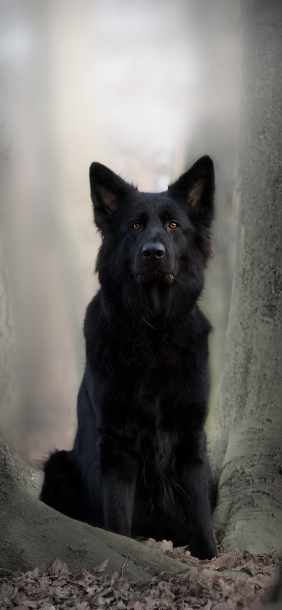Download wallpaper 1125x2436 black dog, german shepherd, animal, outdoor,  iphone x, 1125x2436 hd background, 3122