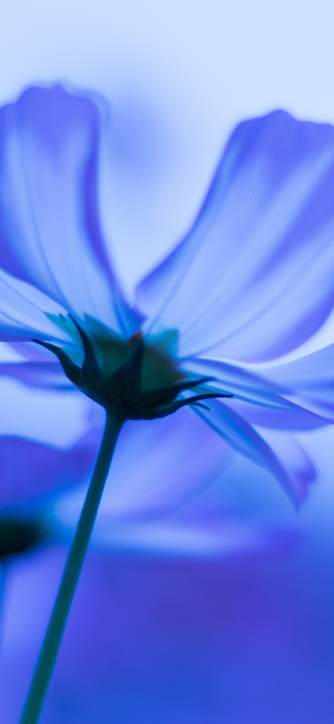 Download wallpaper 1125x2436 blue flowers, cosmos, blur, iphone x