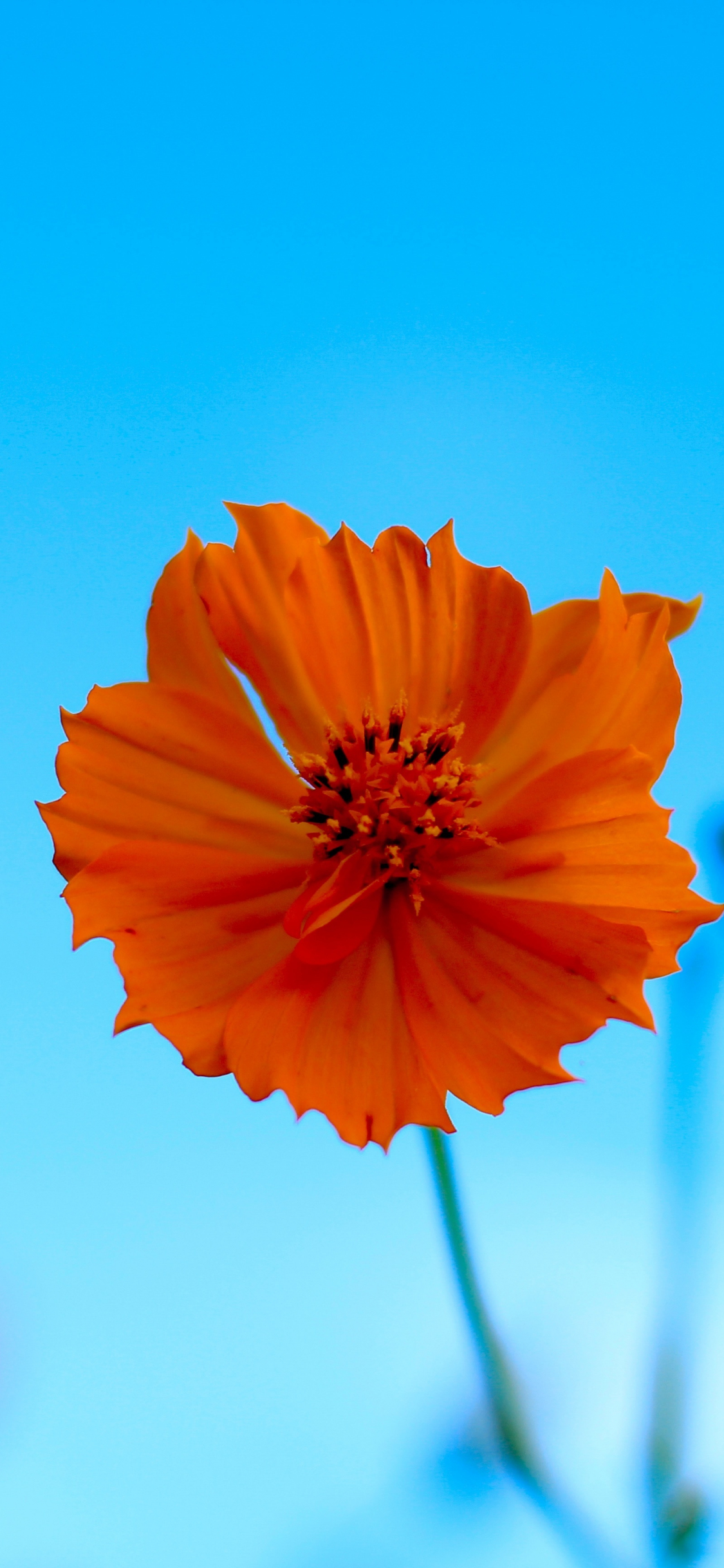 Wallpaper 1125x2436 Orange Flower Blur