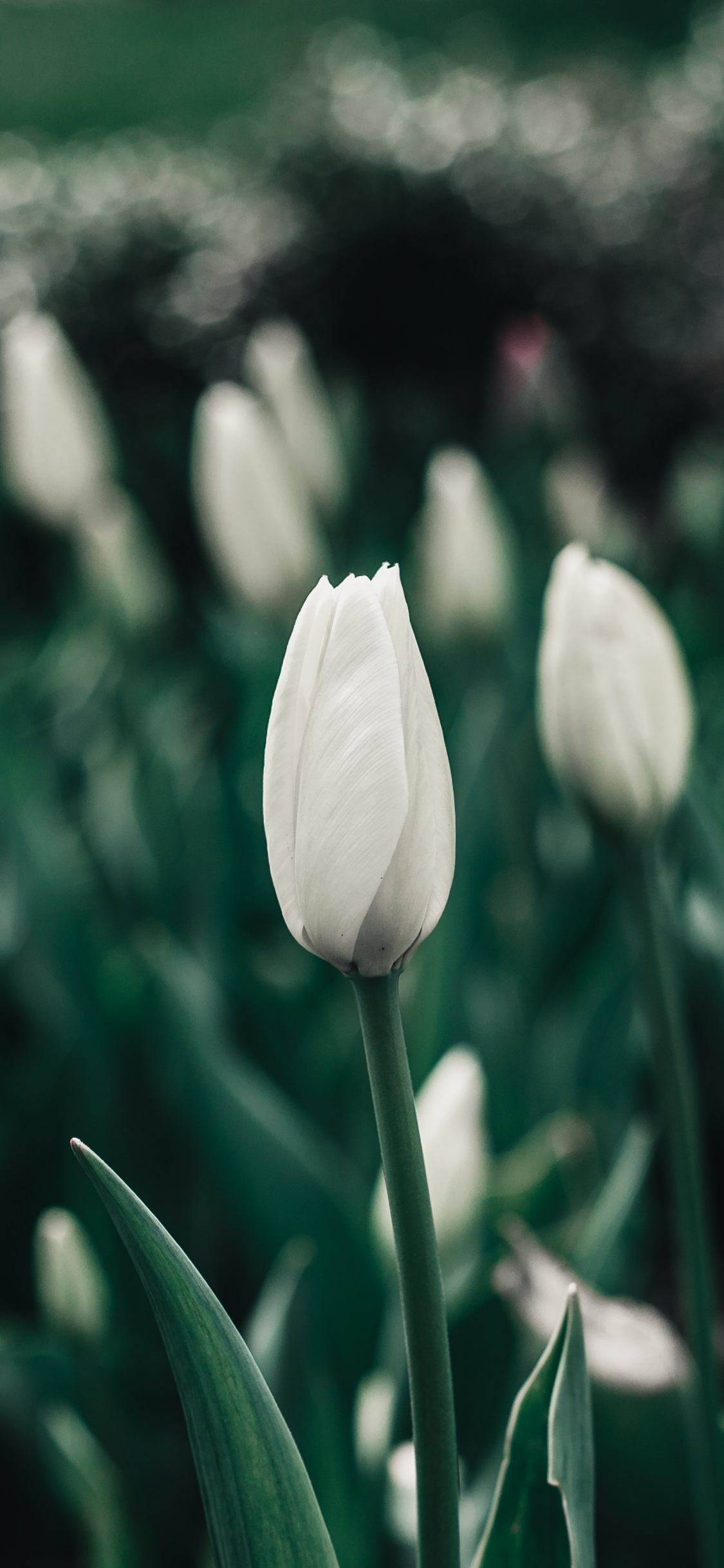 Hoa tulip trắng là biểu tượng của sự trong sạch và tinh khiết. Hãy ngắm nhìn hình ảnh này để cảm nhận sự thanh khiết và đẹp đẽ của loài hoa này.