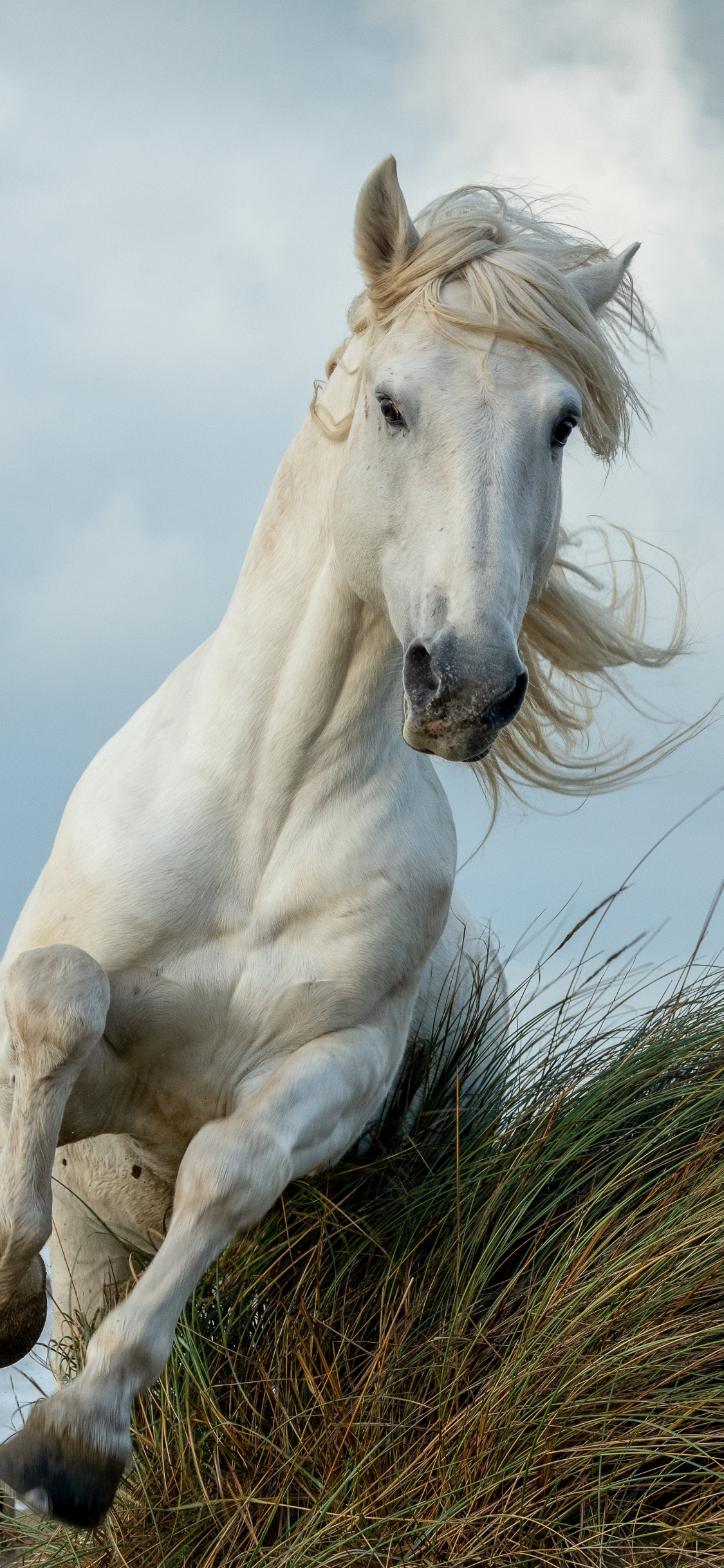Download wallpaper 1125x2436 white horse, run, animal, iphone x, 1125x2436  hd background, 26277